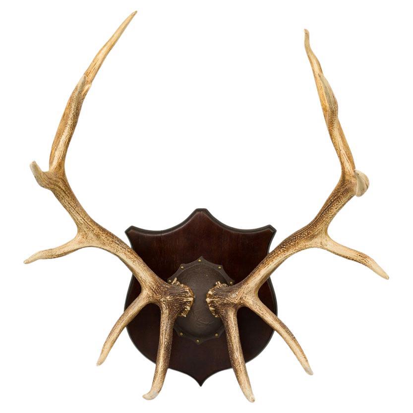 Rustic Elk Antler Wall Plaque, Late 19th Century, Wood Shield Mount