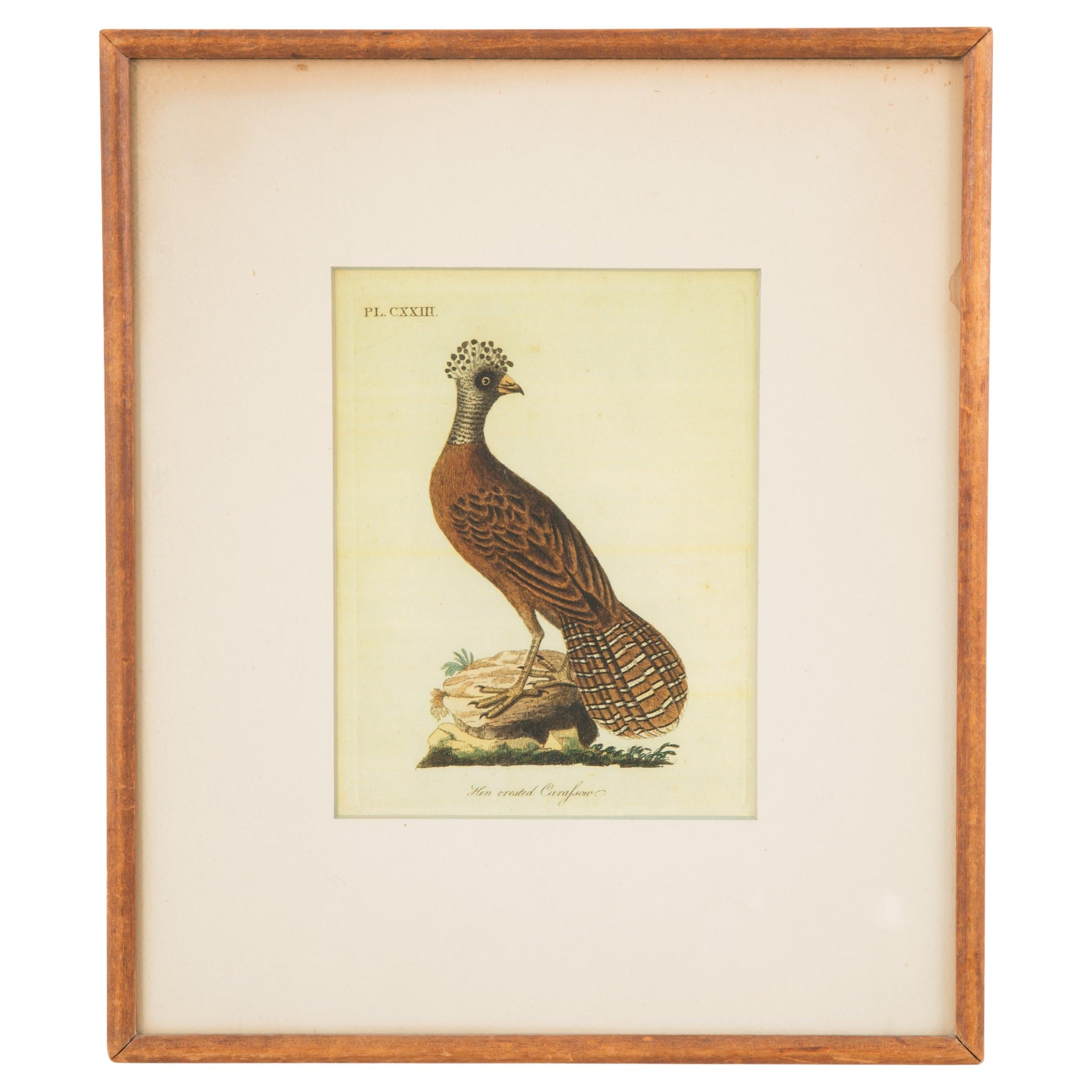 J.J. Audubon Crested Hen Hand-Painted Print, Framed Mid-Century Art