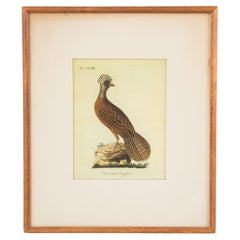 J.J. Audubon Crested Hen Hand-Painted Print, Framed Mid-Century Art