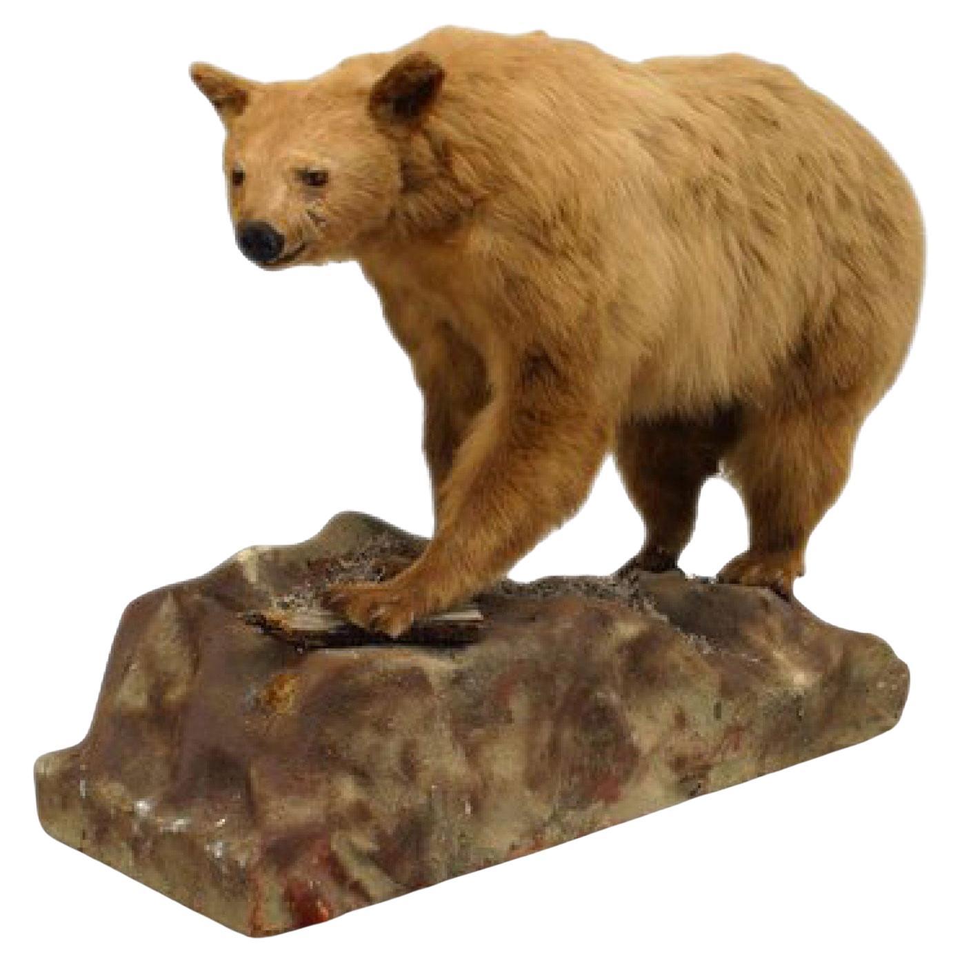 19th Century Rustic Taxidermy Bear Sculpture with Cinnamon Fur
