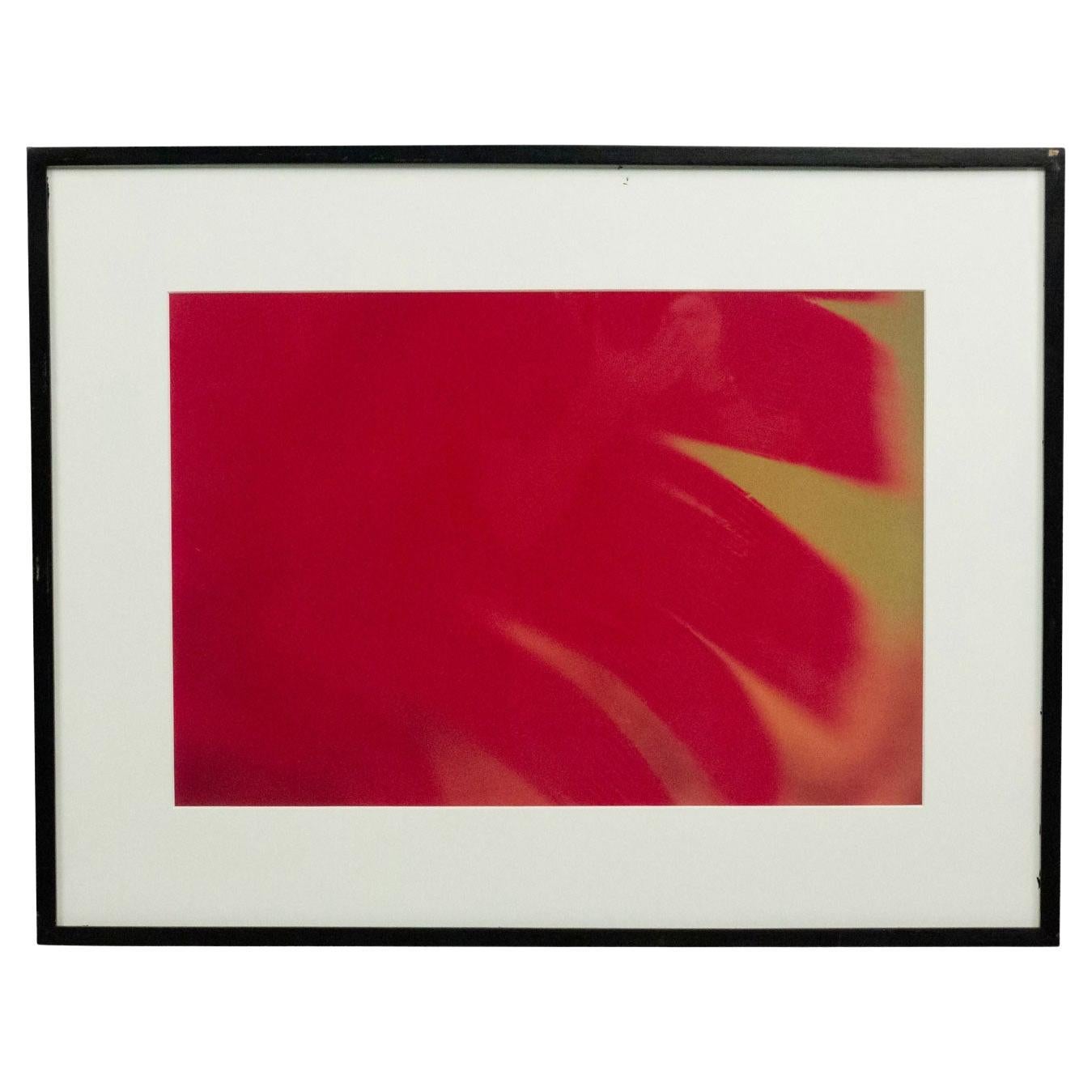 Dettaglio fotografico a colori di un fiore rosso