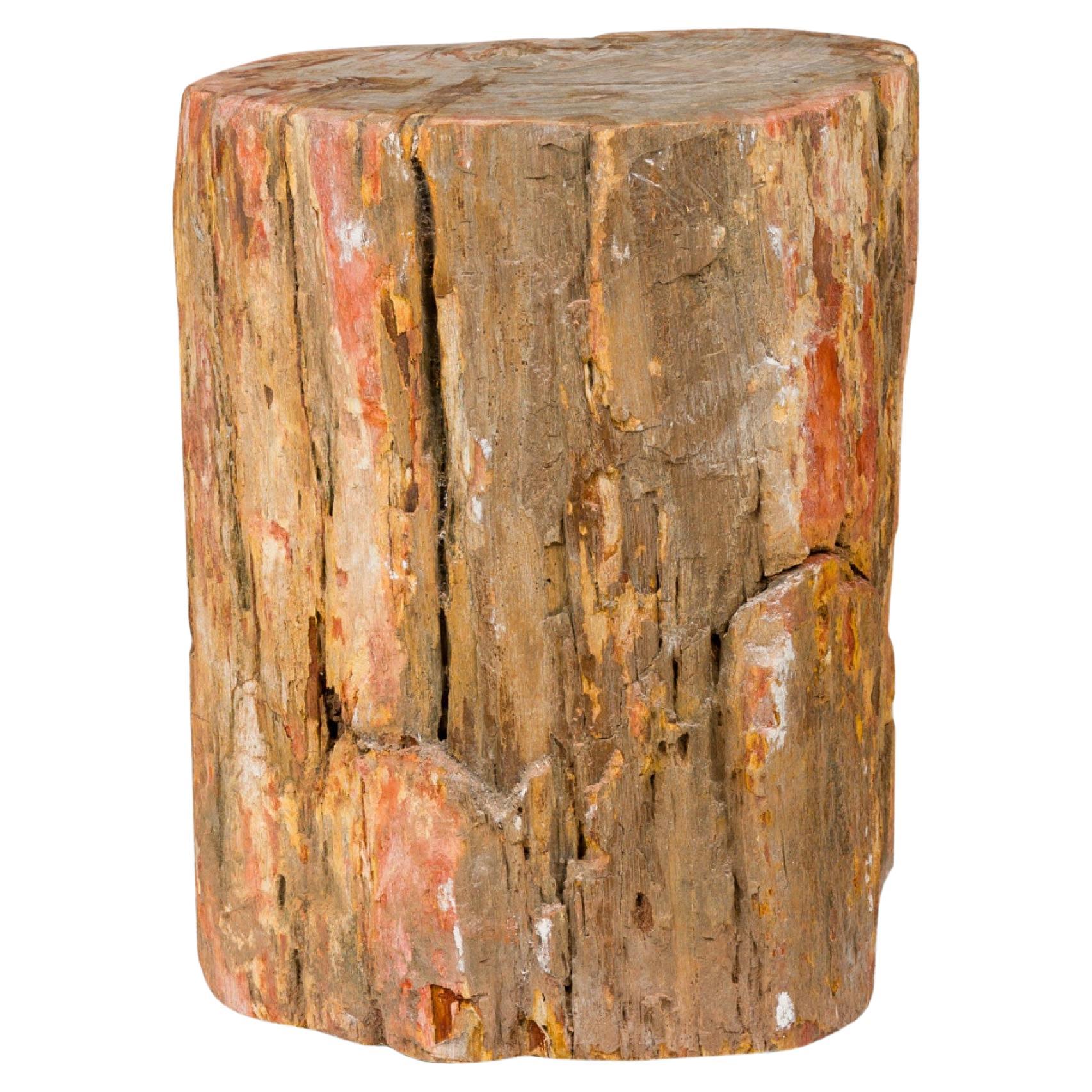 Ceppo di Wood Wood pietrificato con bordo vivo Nature