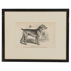 American Mid-Century Framed Print of an Airdale-Terrier