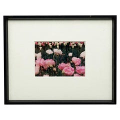 Color Photograph of Pink Flowers