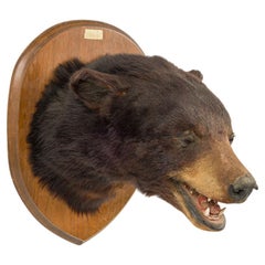 American Country Taxidermy Bear Bust Wall Plaque