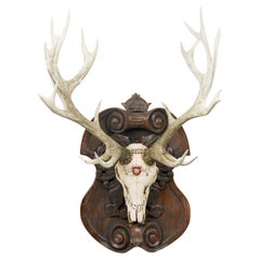 Continental Rustic wall plaque of a Elk skull with Red insignia