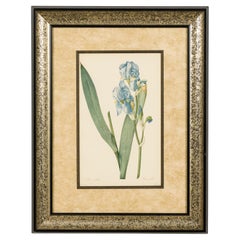 French Victorian Watercolor Abstract Print of a Iris Pallida Flower