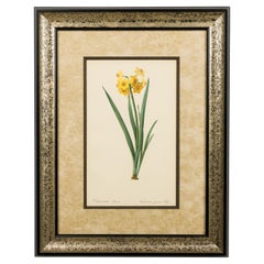 French Victorian Watercolor Botanical Print of a Iris Pseudacorus Flower