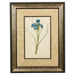 French Victorian Watercolor Abstract Print of a Iris Xyphium Flower
