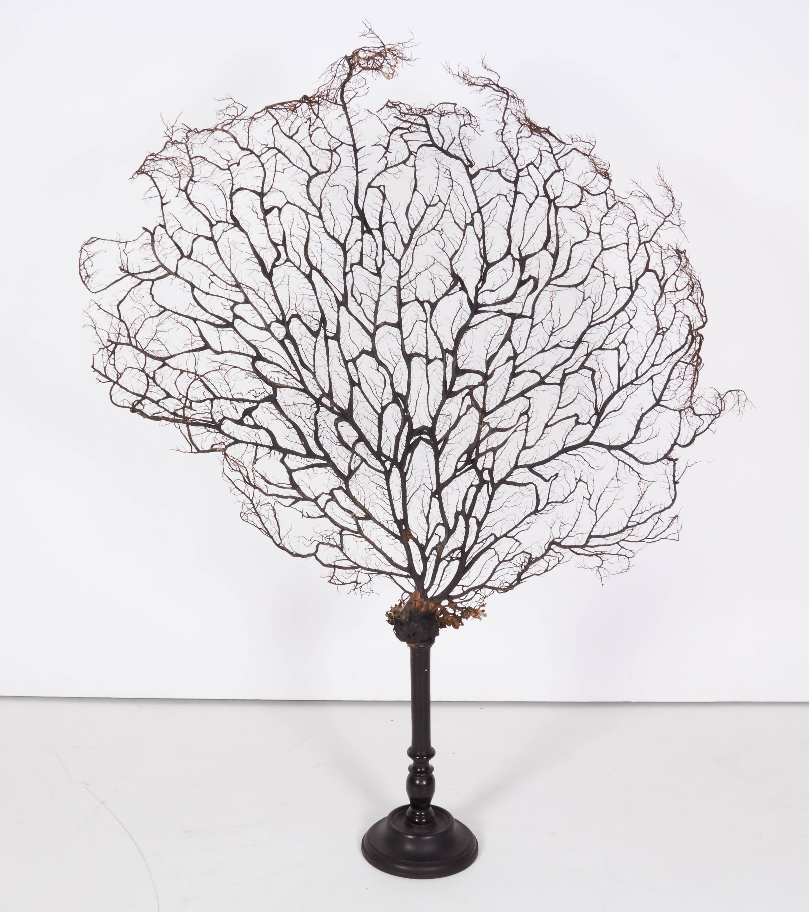 Sea Fan on Turned Wood Pedstal For Sale 2