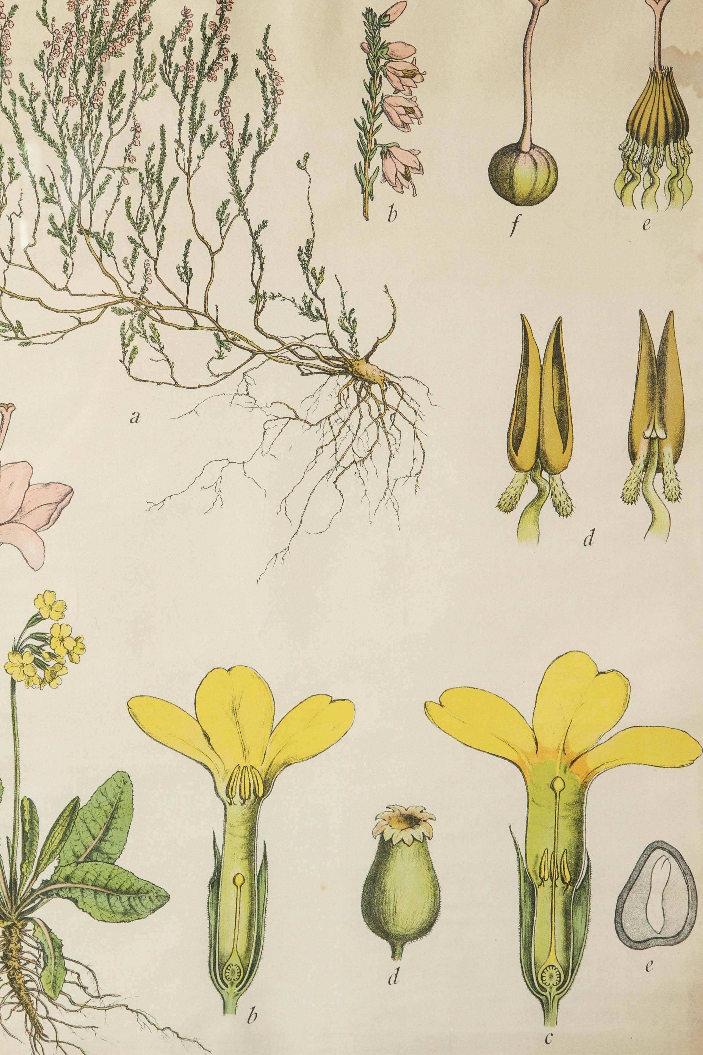 Quatre botaniques allemandes du XVIIIe siècle encadrées. Nouvellement encadré. Fond en lin avec des cadres noirs.