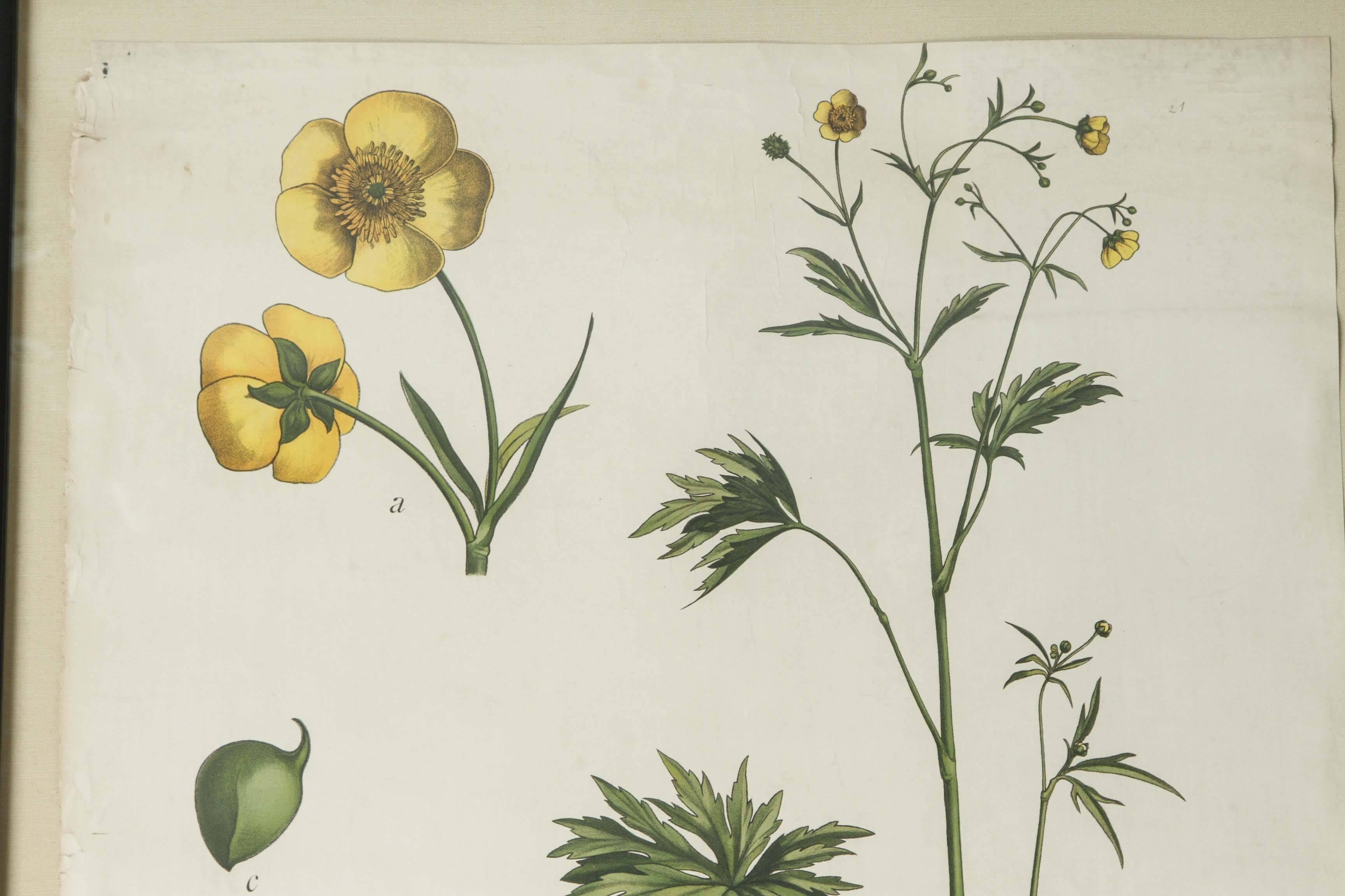 Hand-Crafted Vintage 18th Century German Botanicals For Sale
