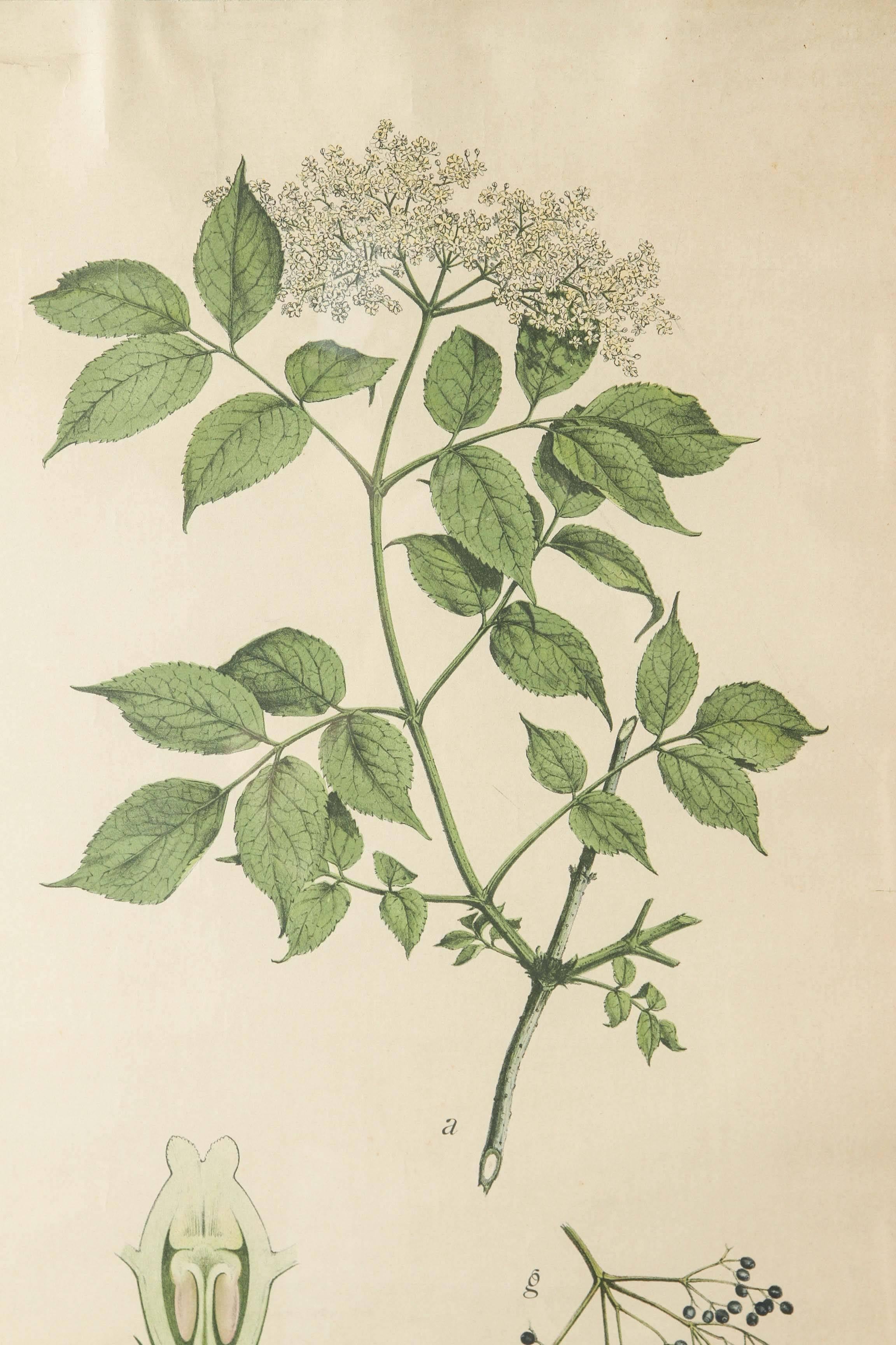 Deutsche Botaniker des 18. Jahrhunderts im Zustand „Gut“ im Angebot in Los Angeles, CA