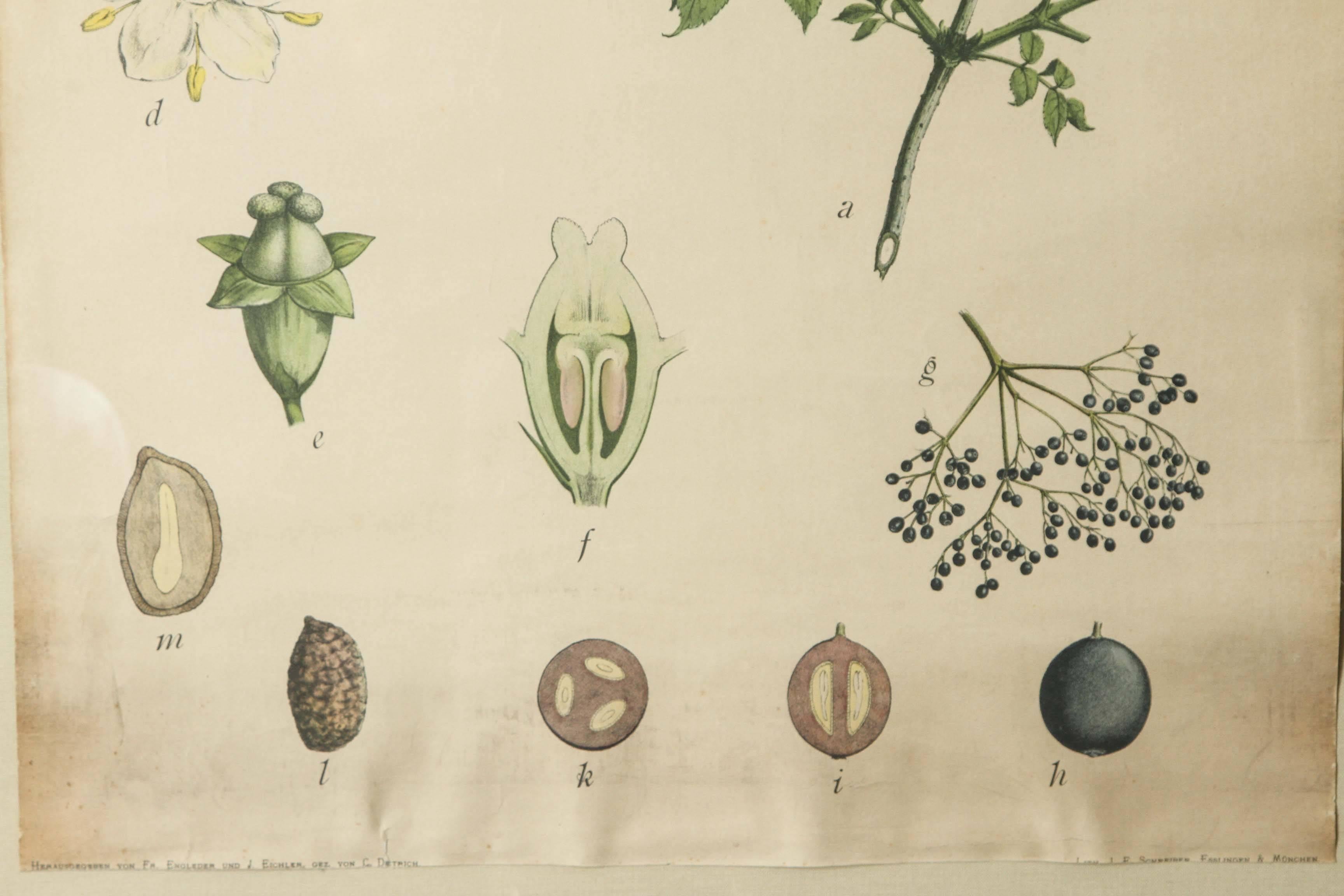 Botanique allemande vintage du 18ème siècle Bon état - En vente à Los Angeles, CA