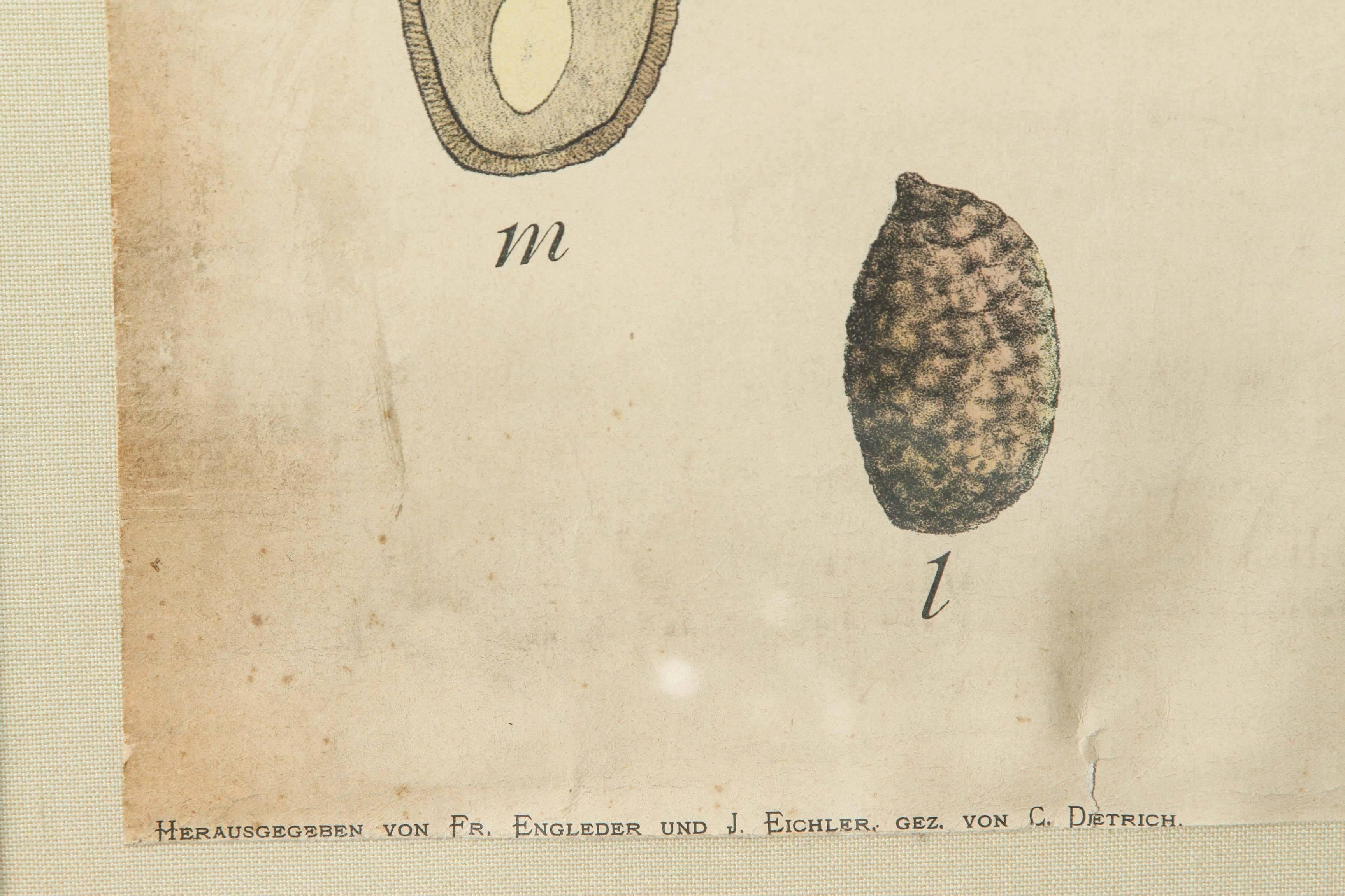Deutsche Botaniker des 18. Jahrhunderts (Papier) im Angebot