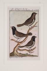 Beautiful Bird Scenes Captured on Paper style of Audubon Bird Engravings