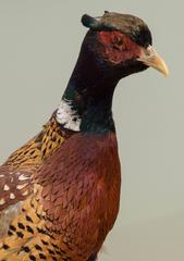 Ring-Necked Pheasant