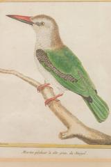 Three Ornithological Prints, from the Histoire Naturelle des Oiseaux