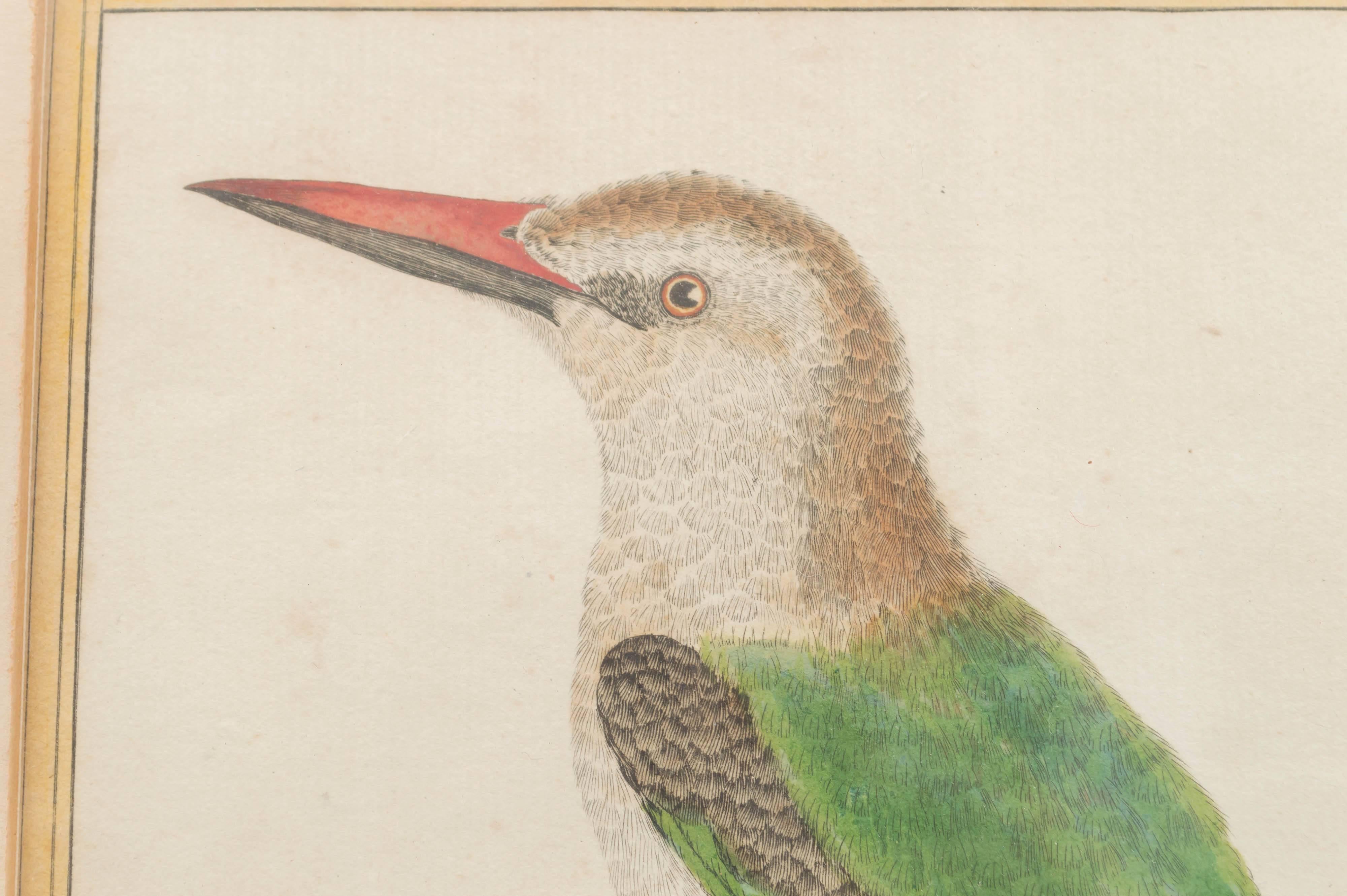 High Victorian Three Ornithological Prints, from the Histoire Naturelle des Oiseaux For Sale