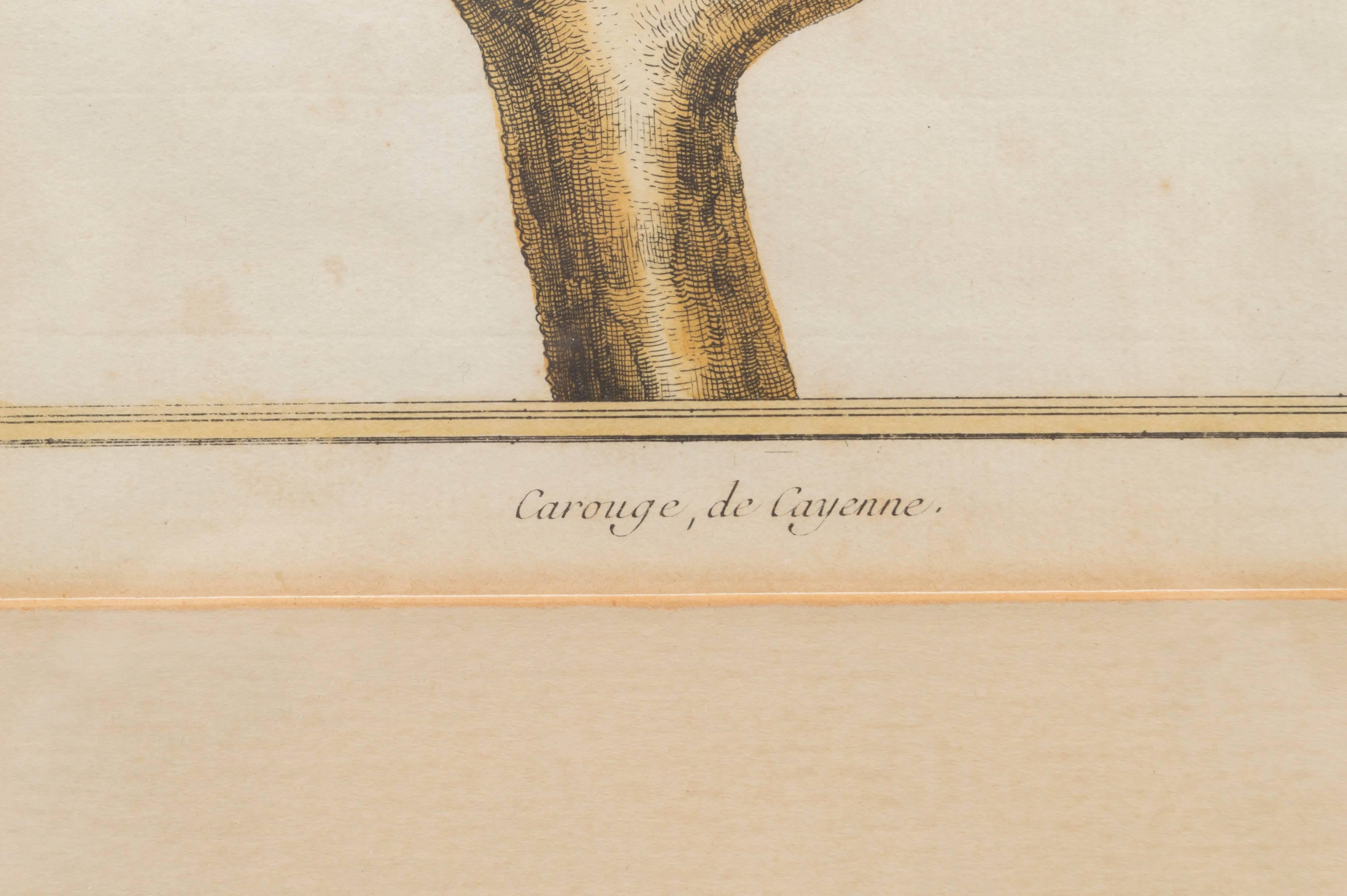 French Three Ornithological Prints, from the Histoire Naturelle des Oiseaux For Sale