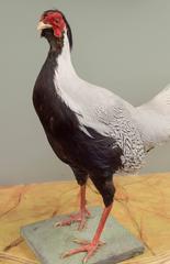 Silver Pheasant