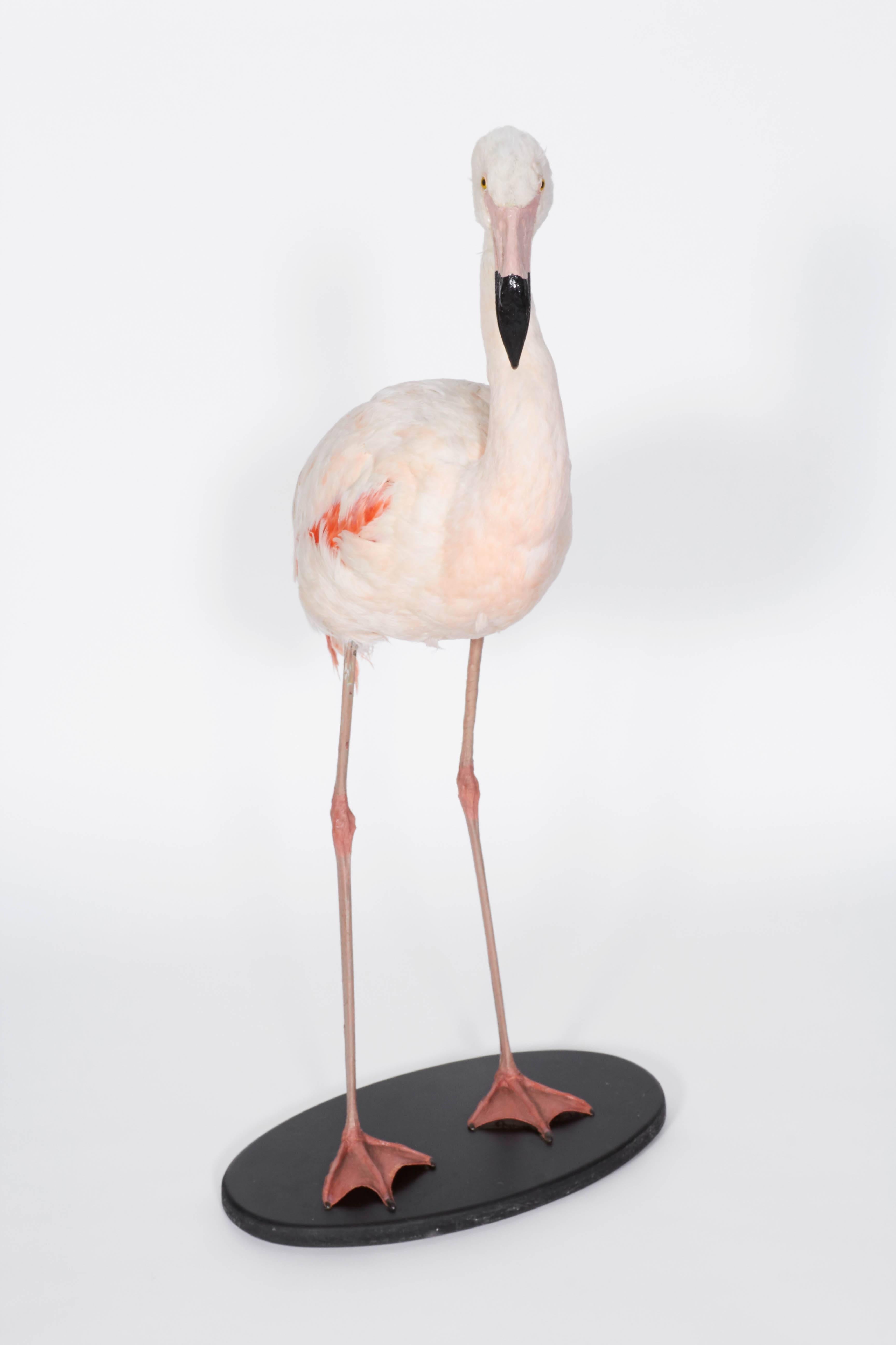 Stunning and rare mounted taxidermy flamingo from France.