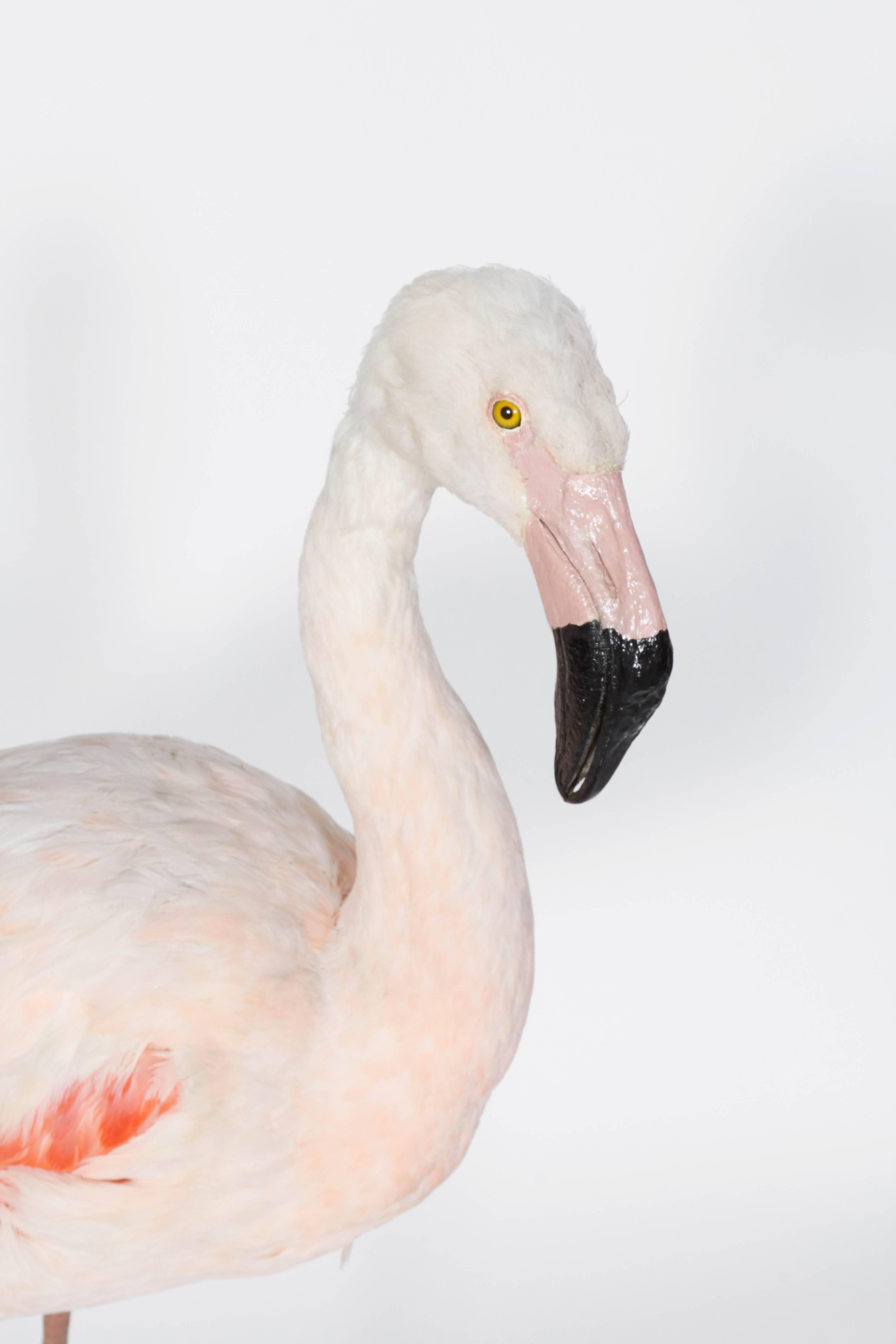 taxidermy flamingo for sale