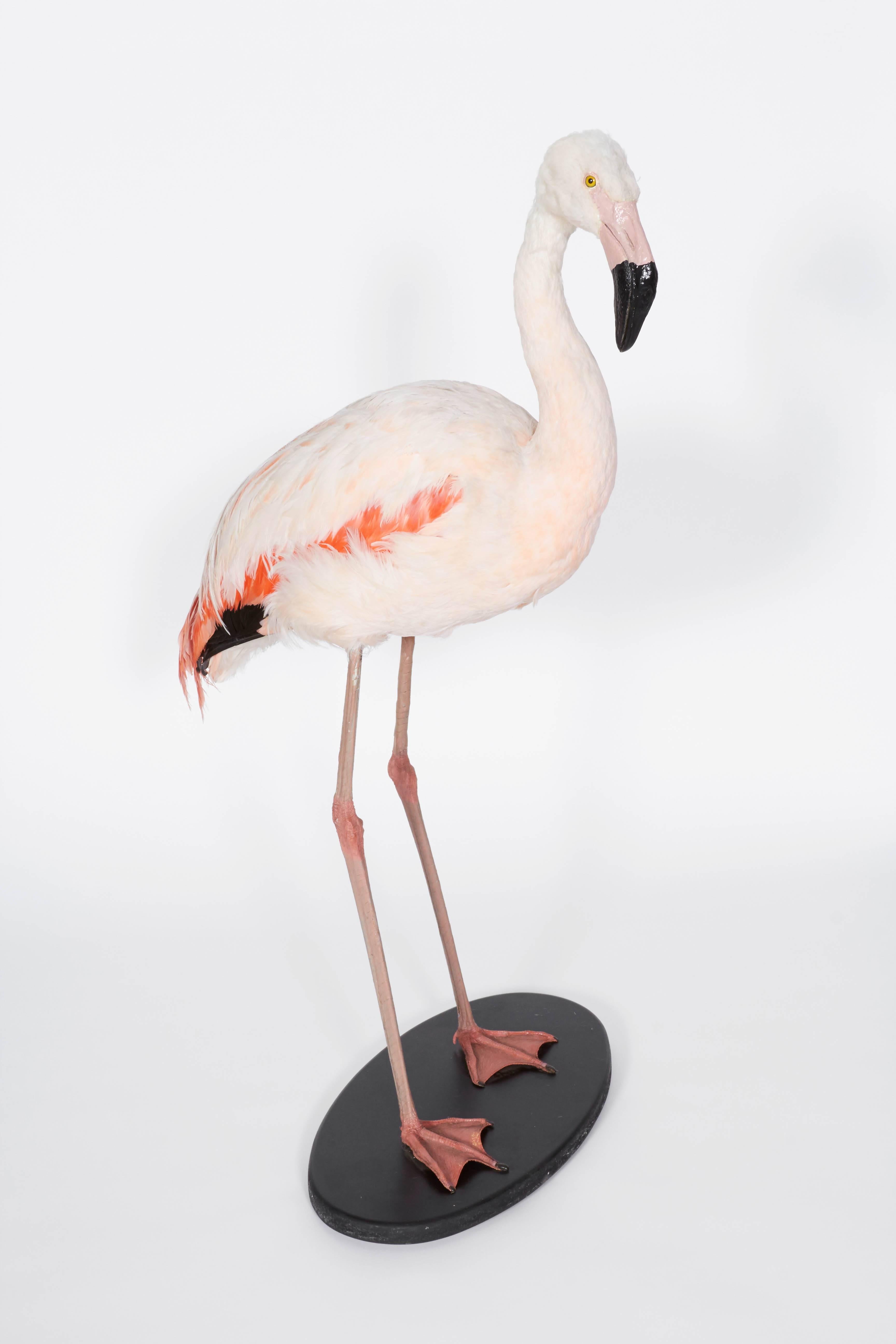 Modern Taxidermy Flamingo