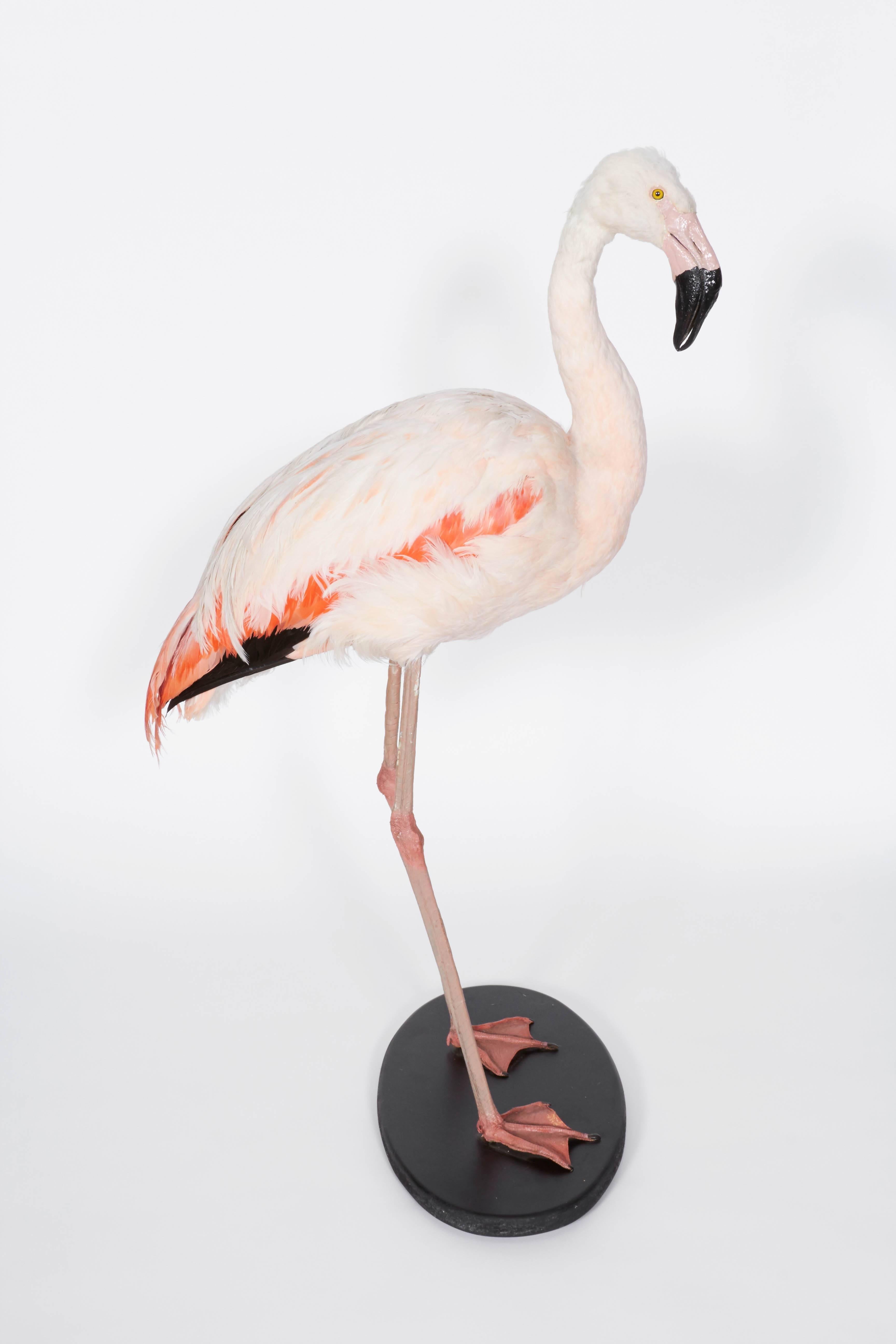 French Taxidermy Flamingo