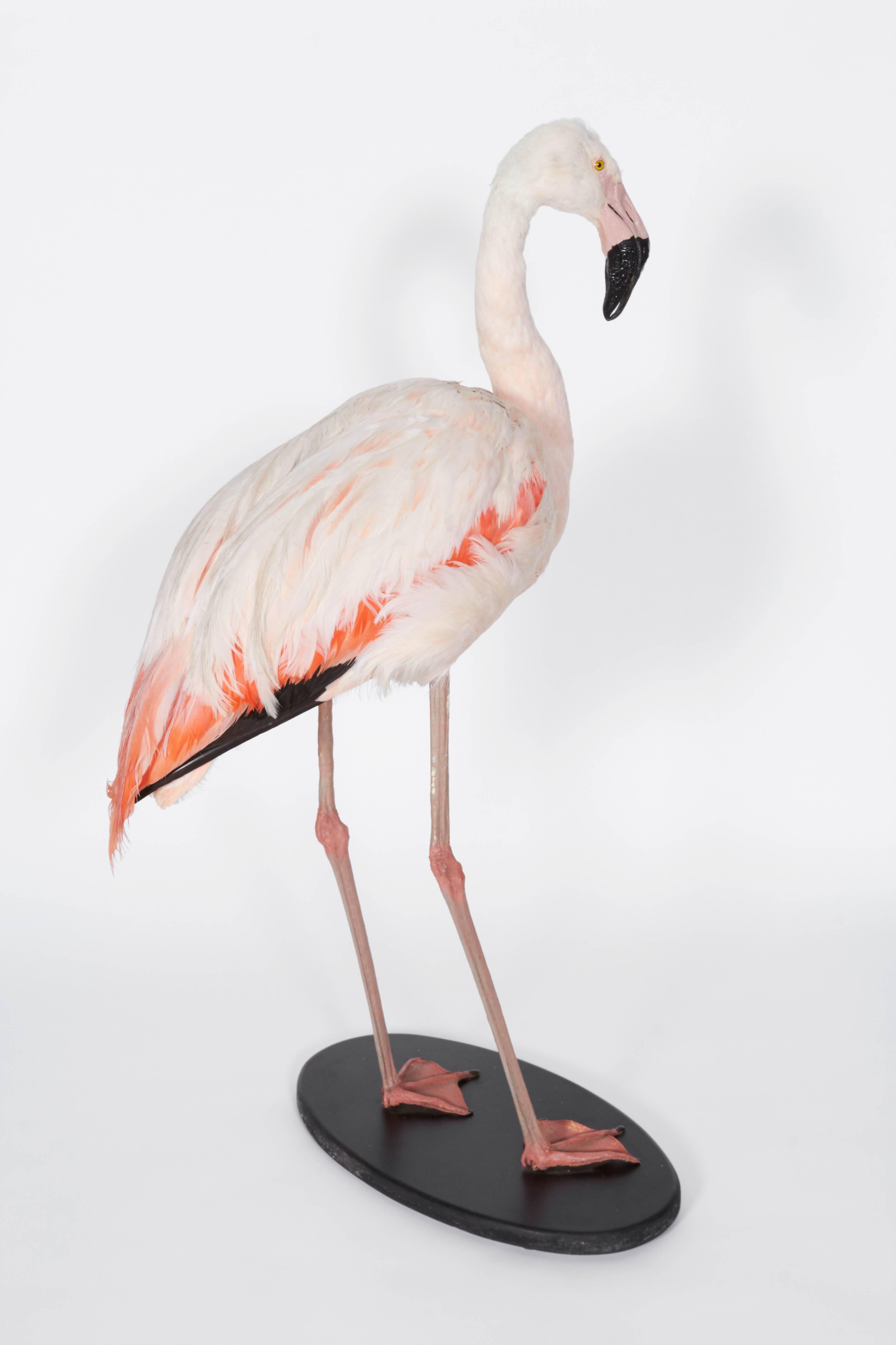 Contemporary Taxidermy Flamingo