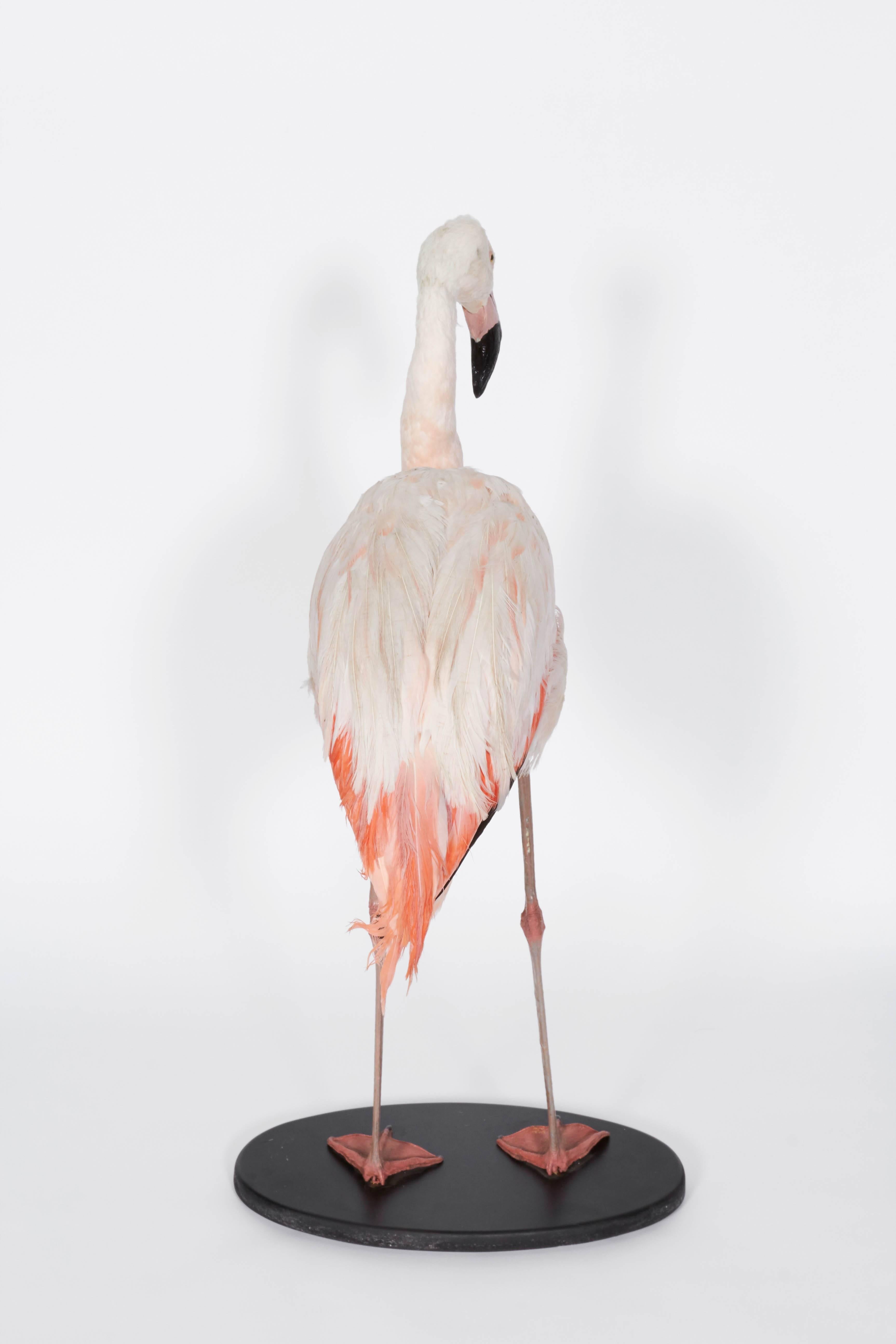 Taxidermy Flamingo 1
