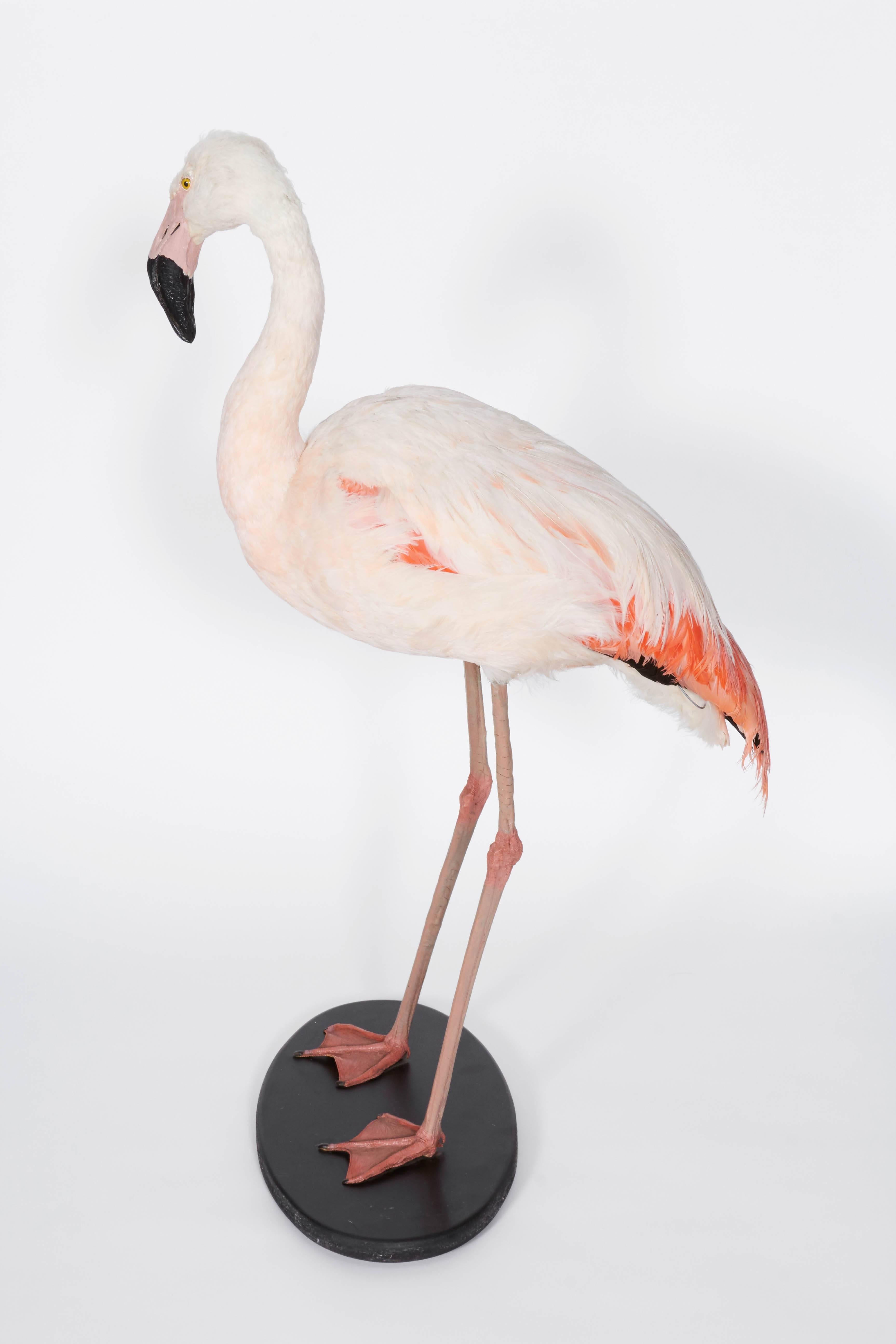 Taxidermy Flamingo 2
