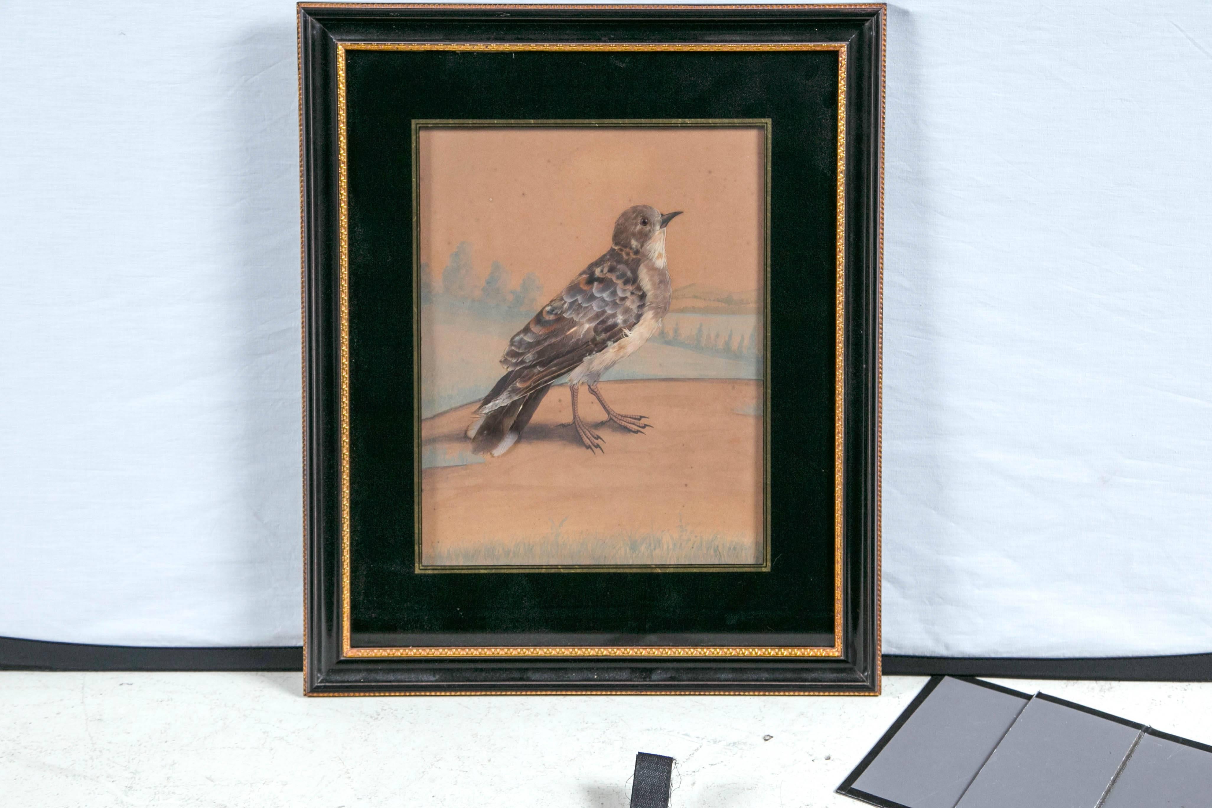 19th century English watercolor of a bird in back églomisé matte and gilt frame.