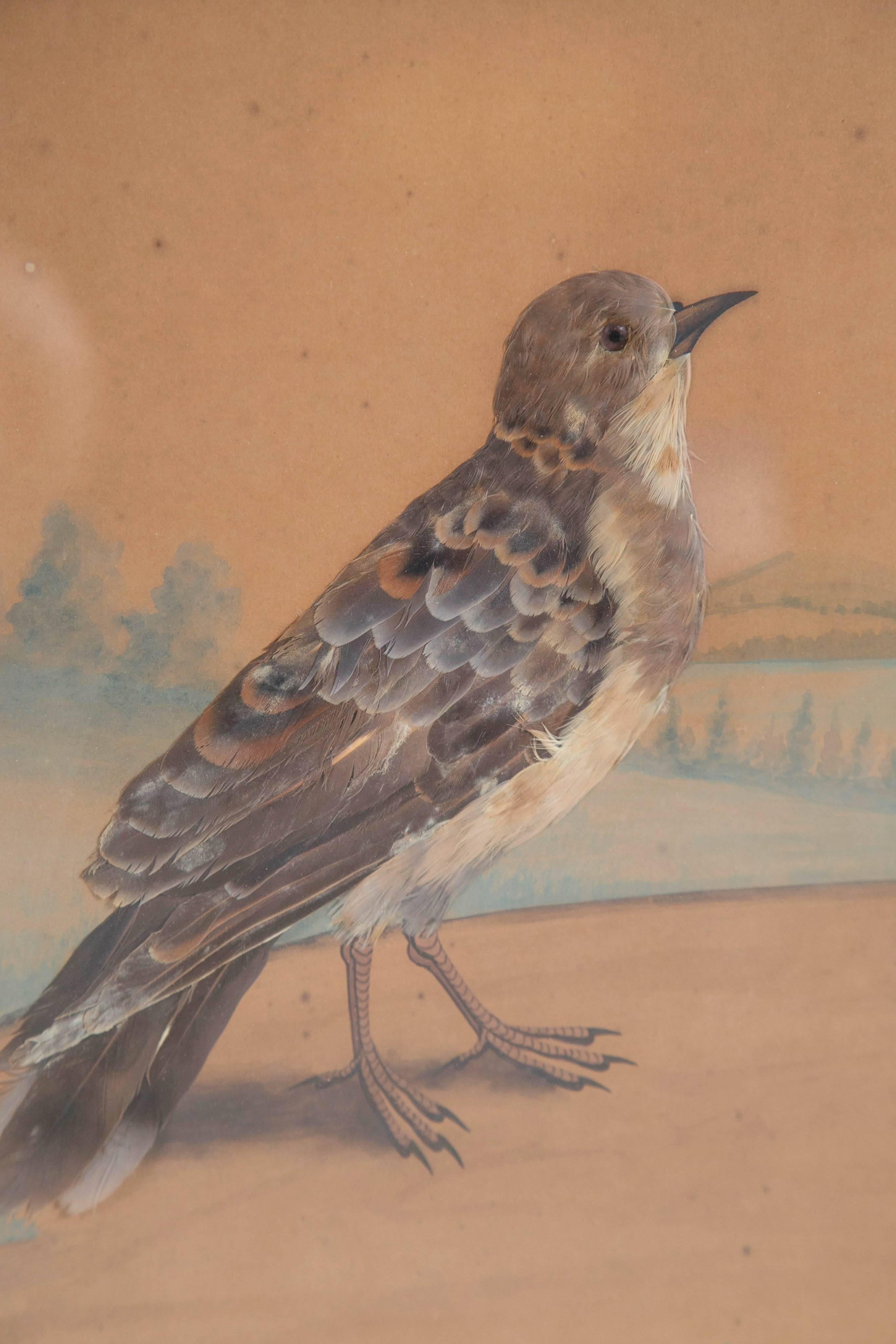 Victorian 19 th Century English Feather Bird Watercolor  For Sale