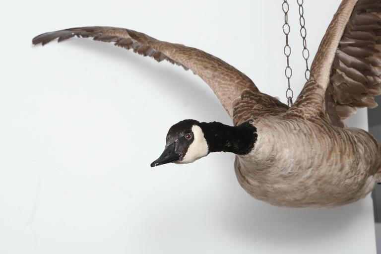 Set of Two Canadian Geese Taxidermy Specimens at 1stDibs taxidermy