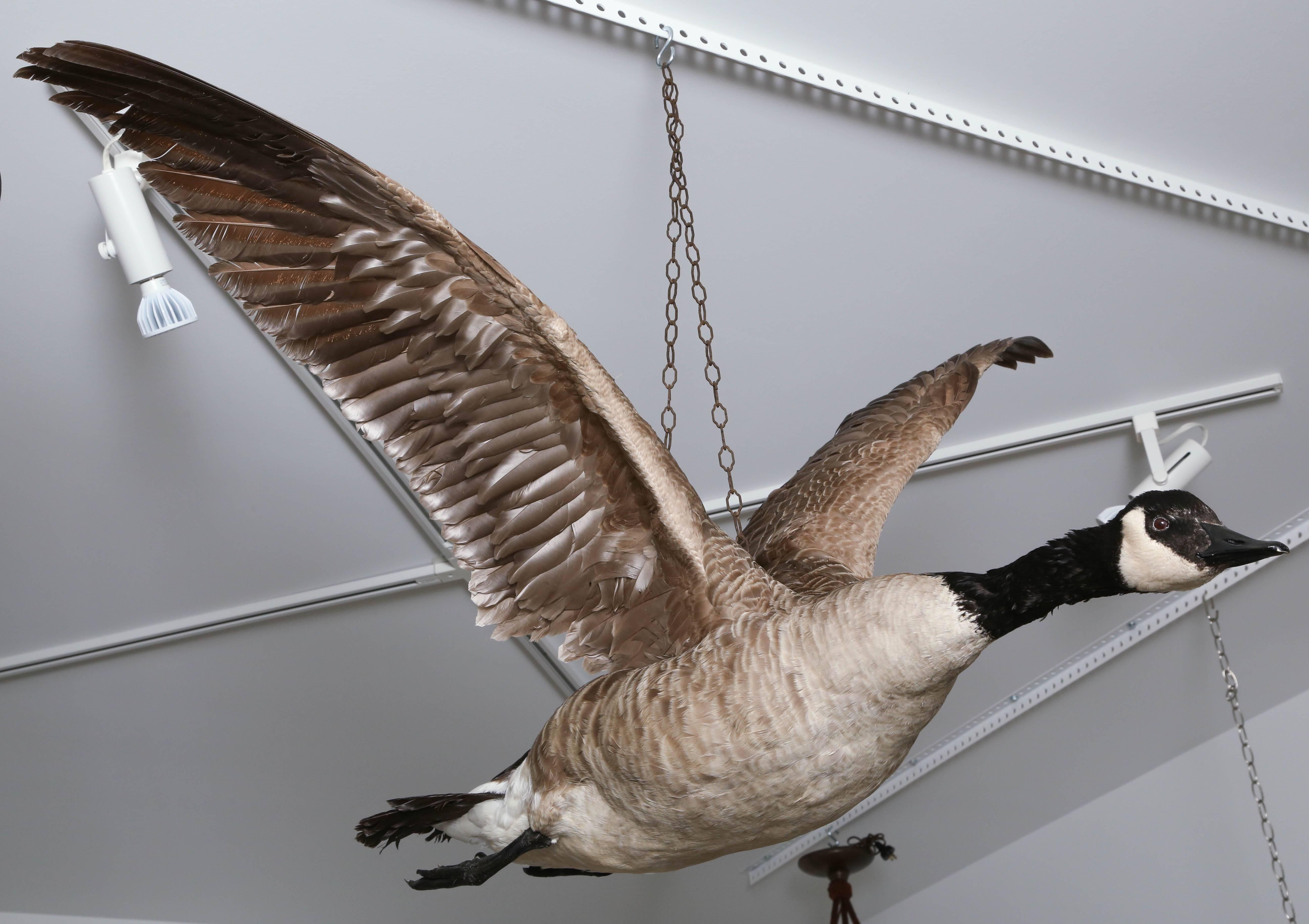 taxidermy goose for sale
