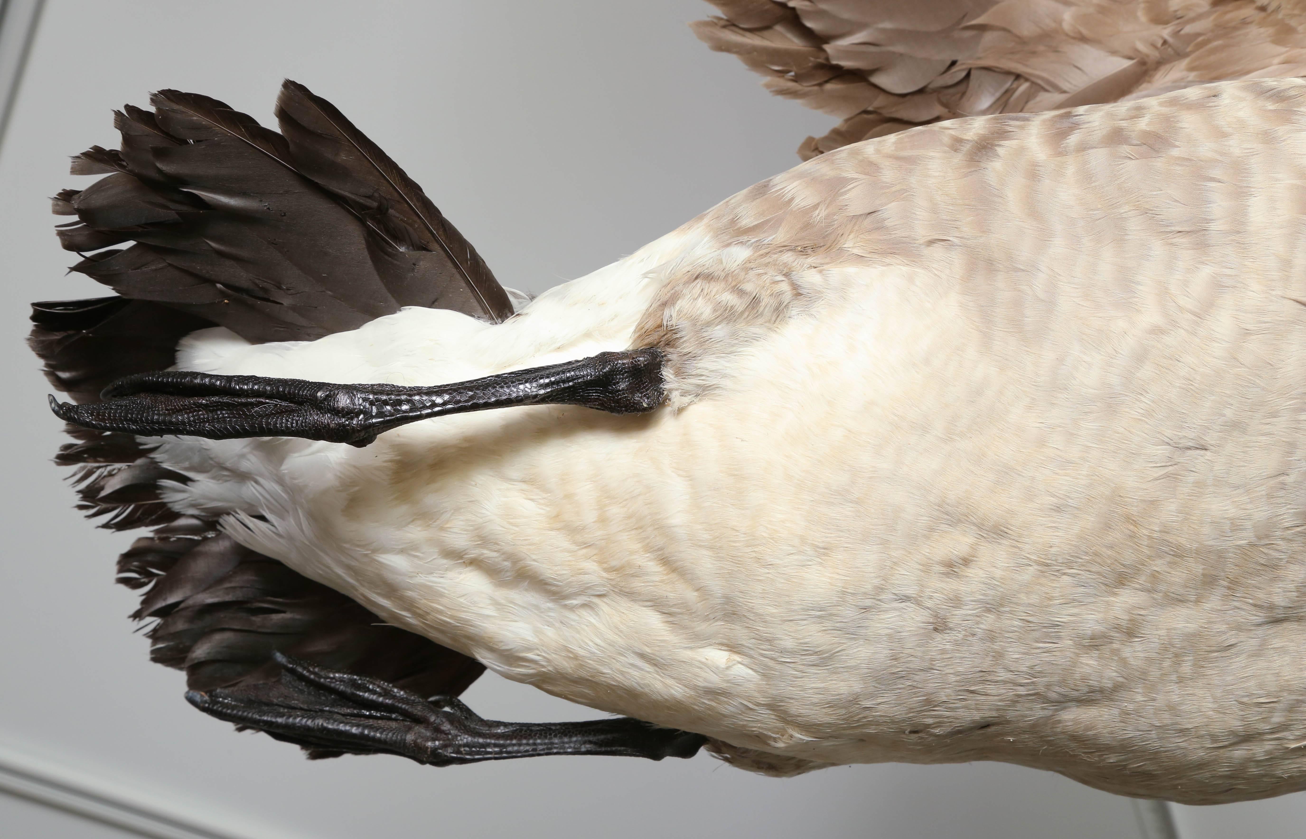 taxidermy canada goose for sale