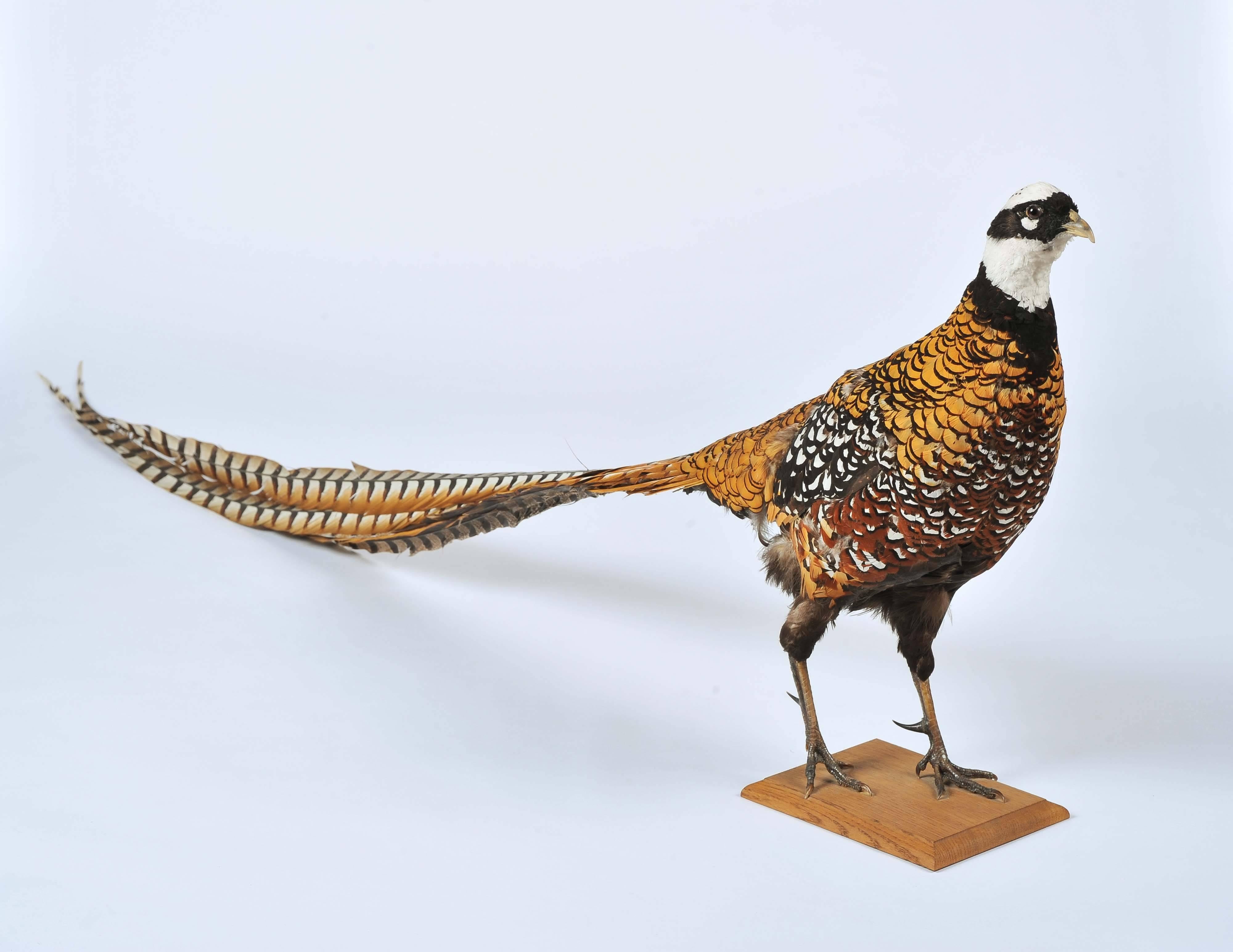A superb stuffed and mounted Chinese Reeves pheasant.
Named after the British naturalist John Reeves, who first introduced live specimens to Europe in 1831.
