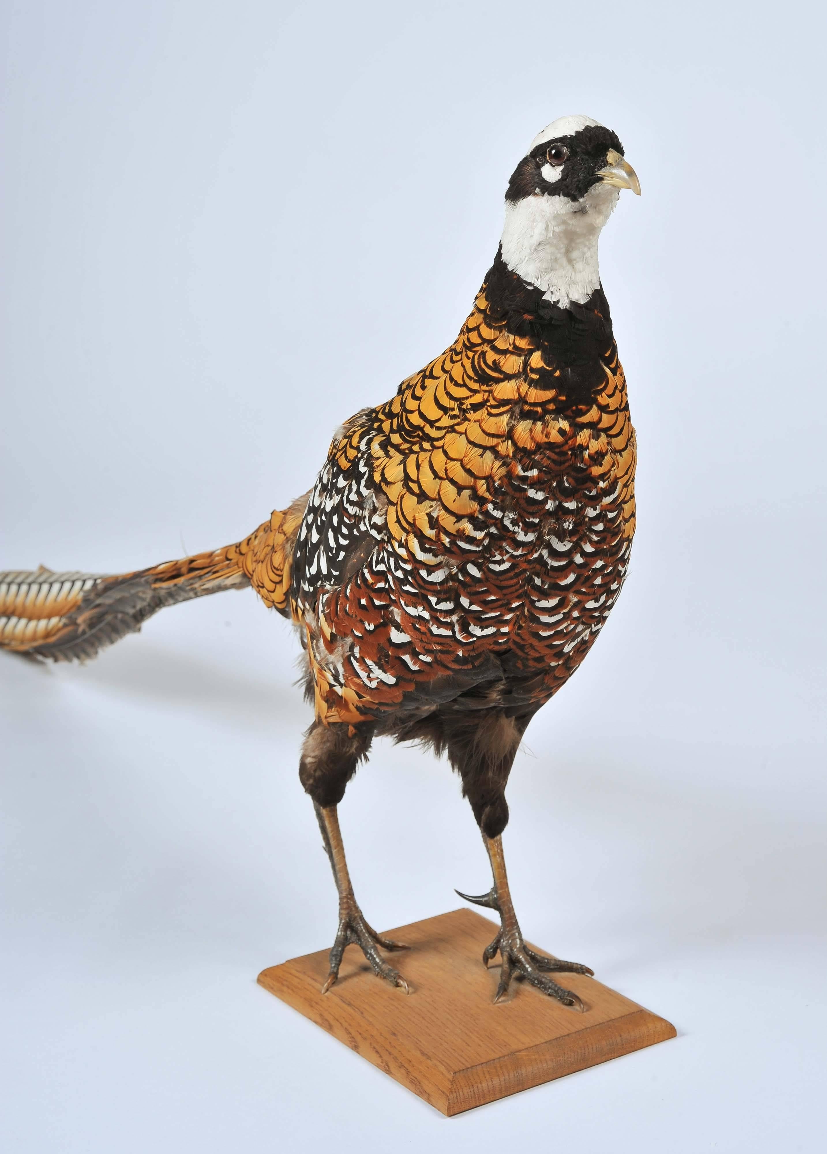 stuffed pheasant for sale