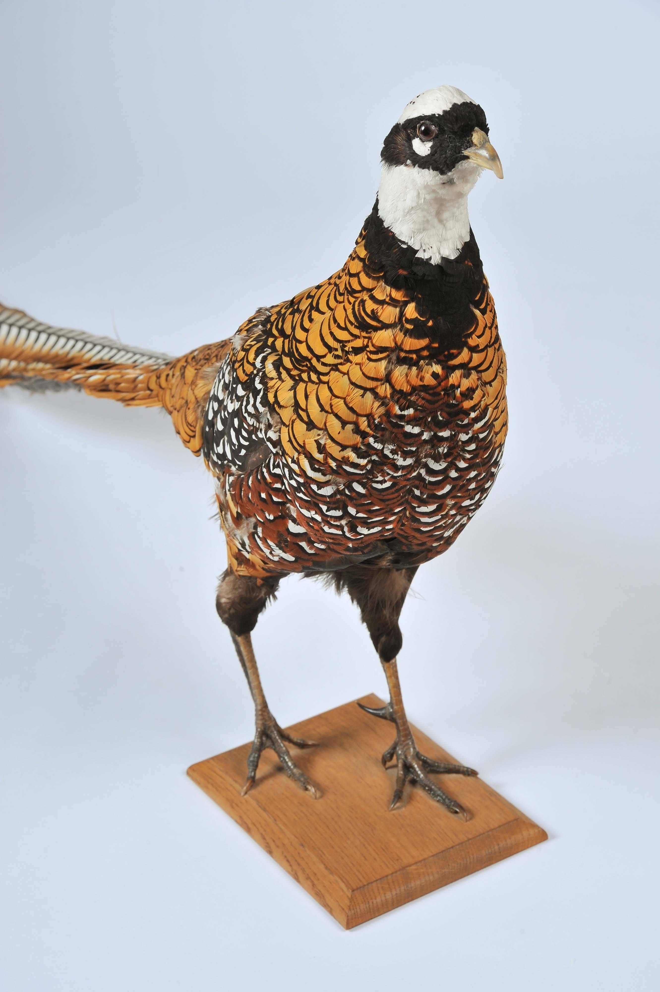 reeves pheasant taxidermy