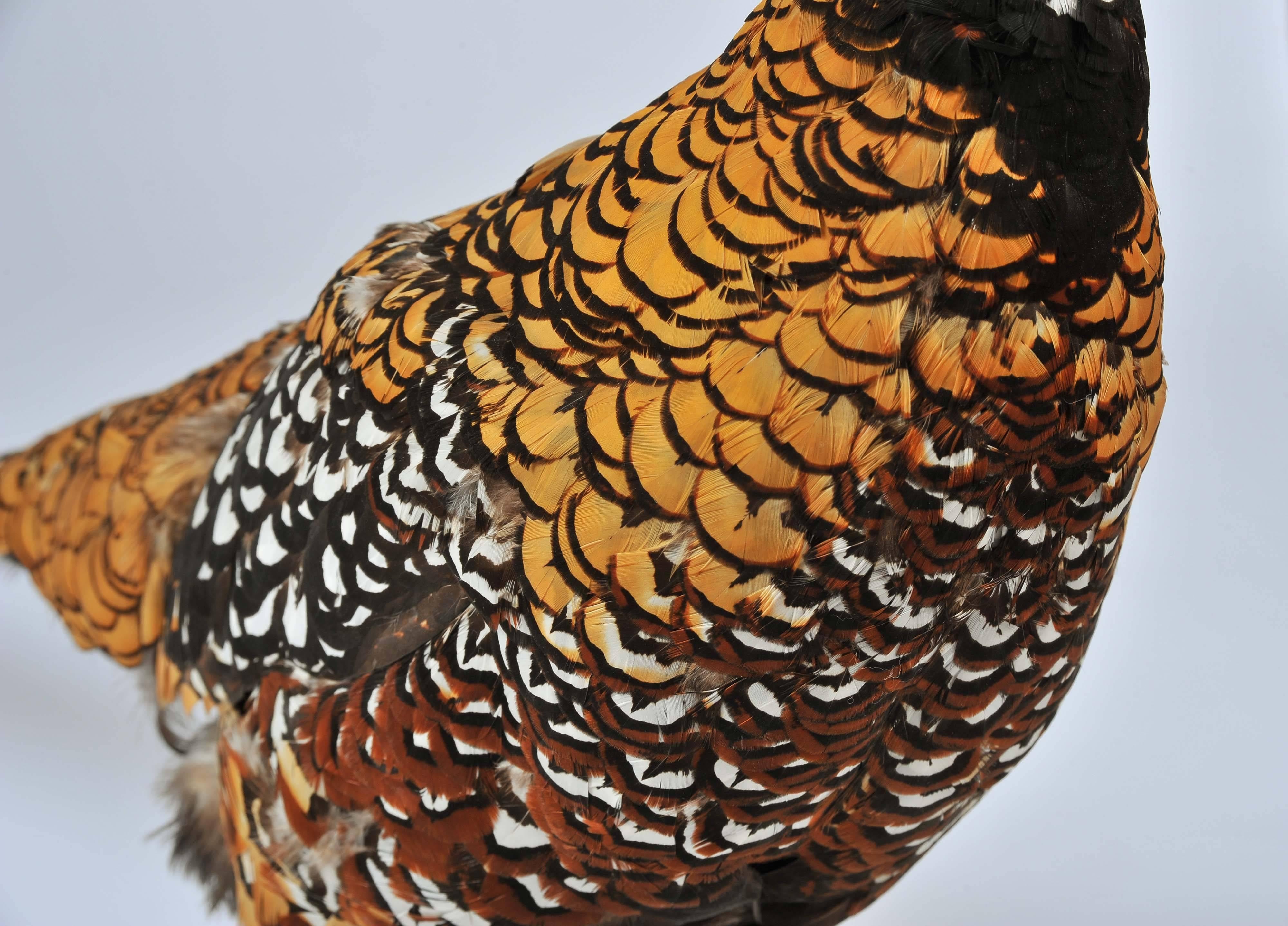 mounted pheasants for sale
