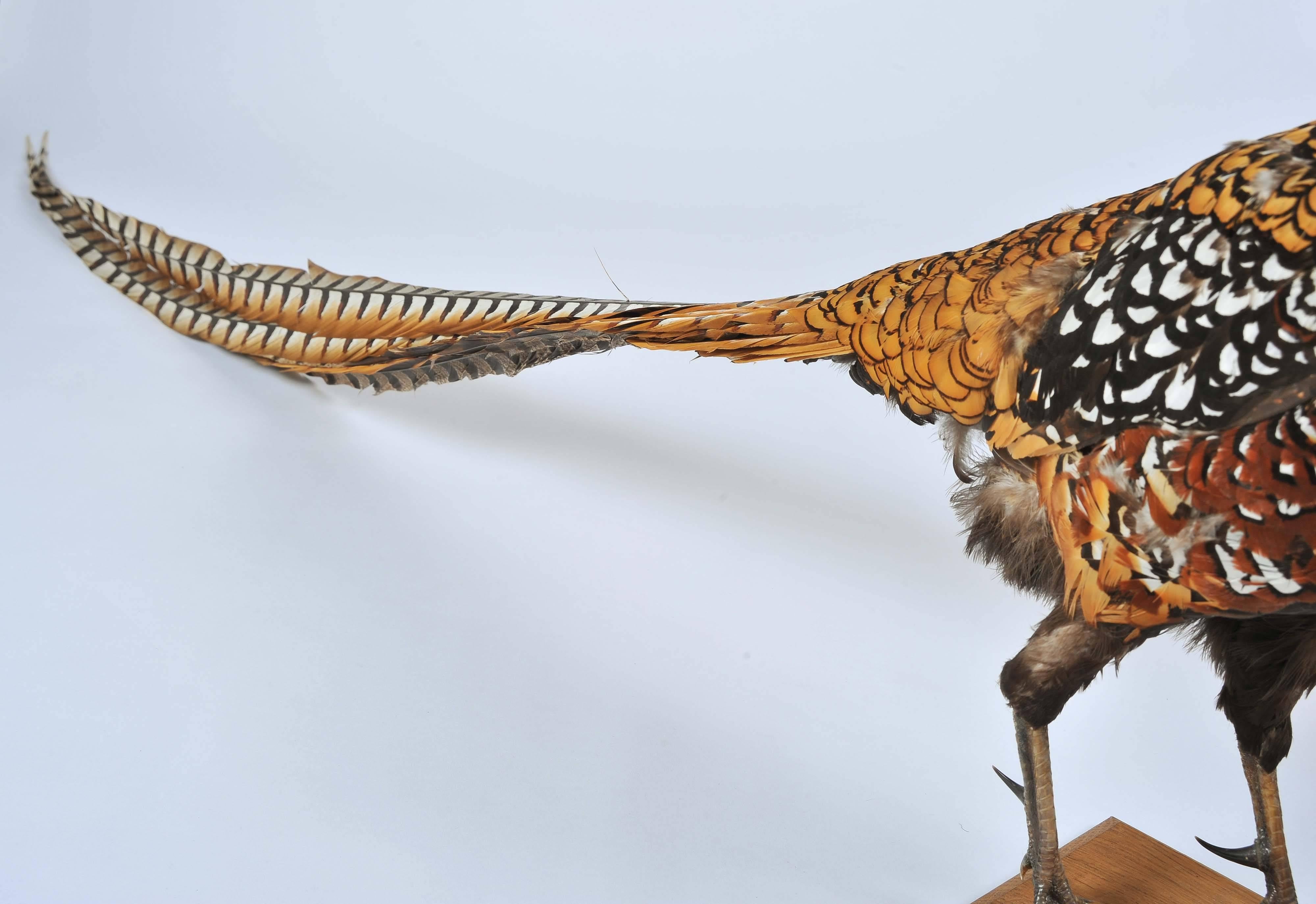 Taxidermy: Stuffed and Mounted Chinese Reeves Pheasant In Excellent Condition In London, GB