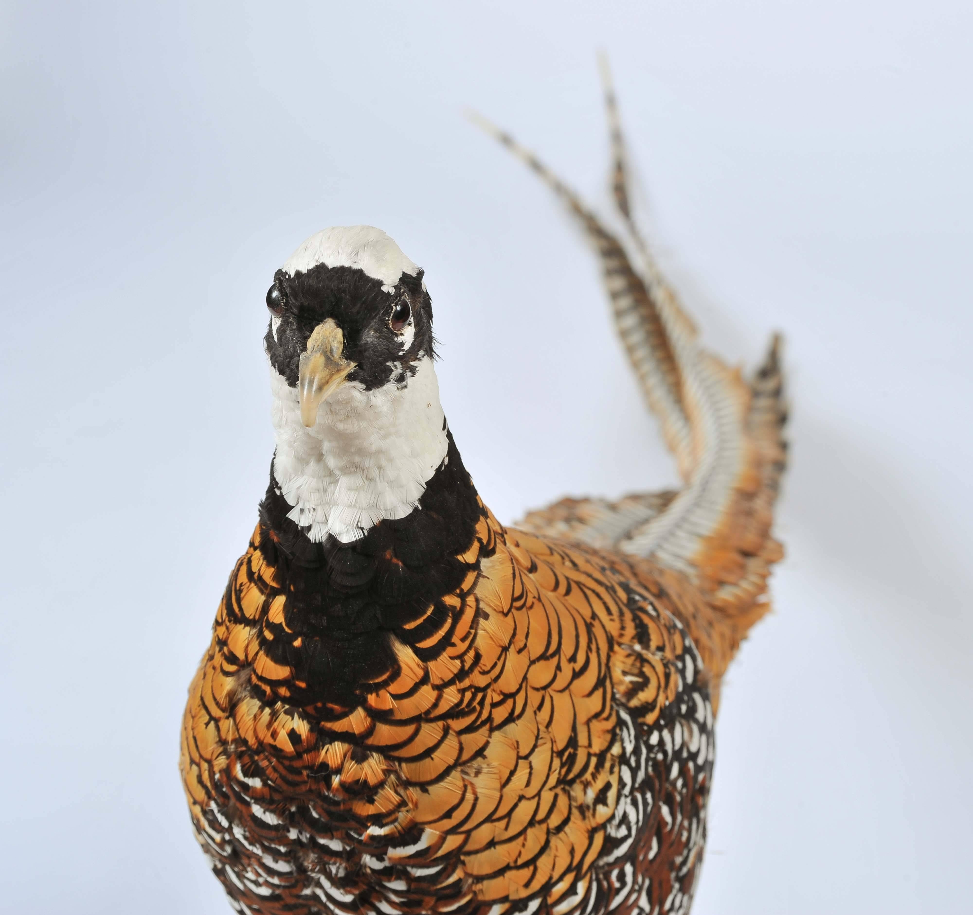 20th Century Taxidermy: Stuffed and Mounted Chinese Reeves Pheasant