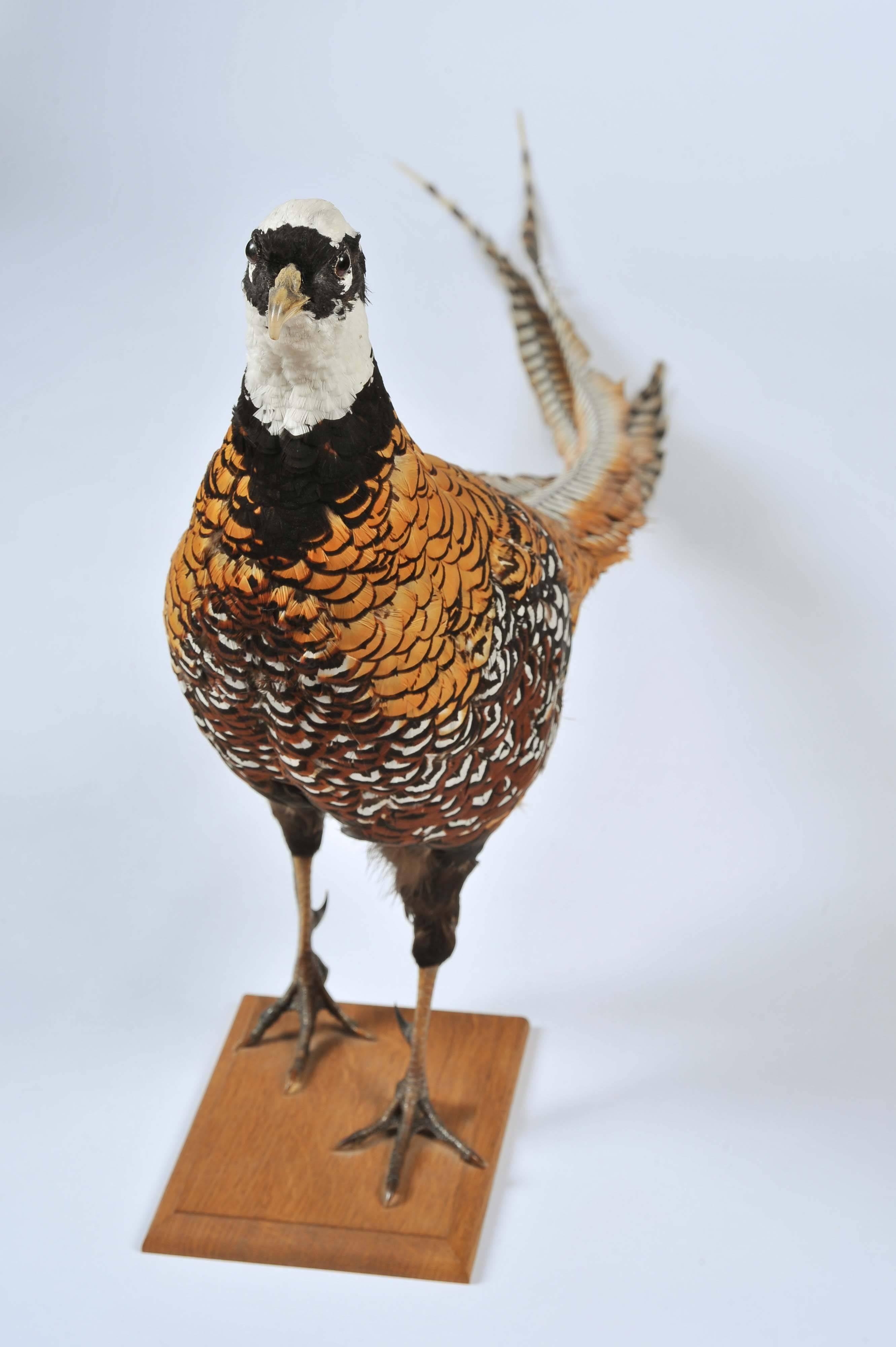Feathers Taxidermy: Stuffed and Mounted Chinese Reeves Pheasant