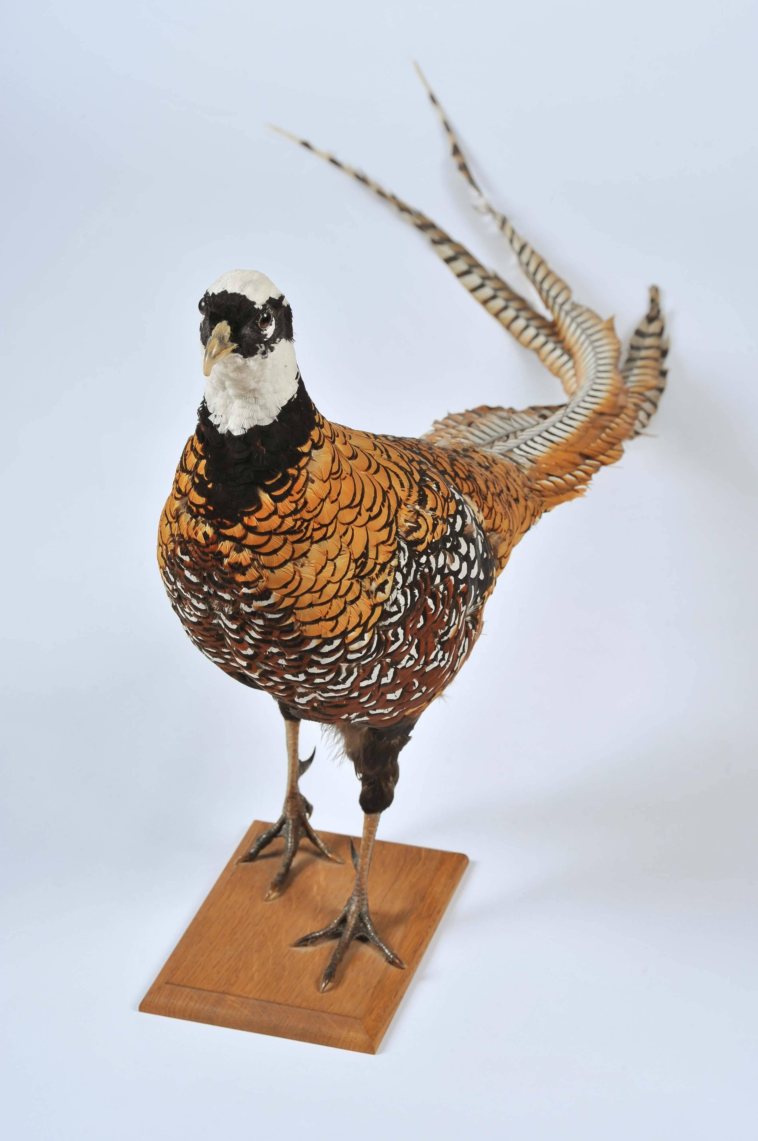 Taxidermy: Stuffed and Mounted Chinese Reeves Pheasant 1