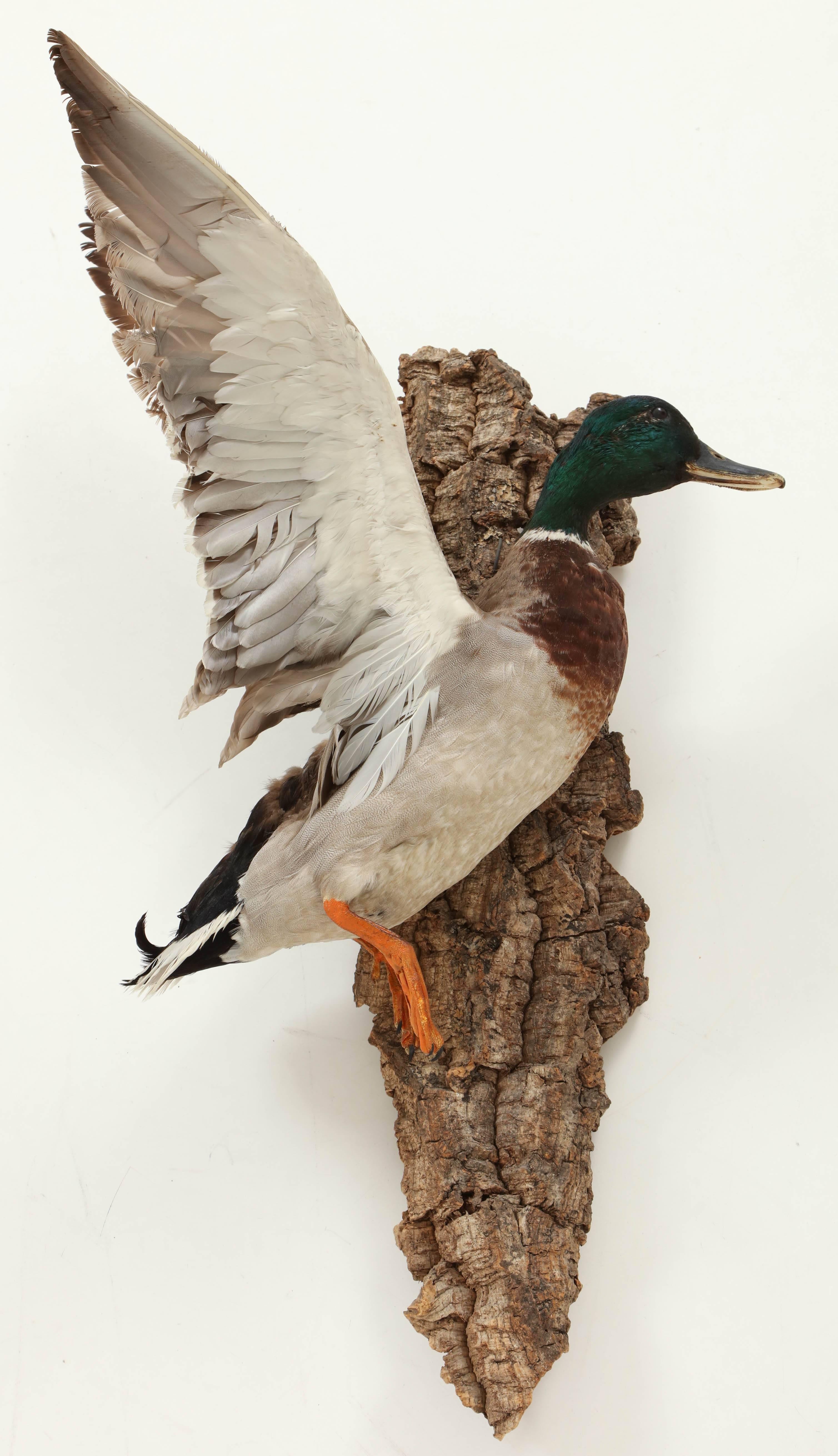 Decorative taxidermy of a duck, circa 1960.