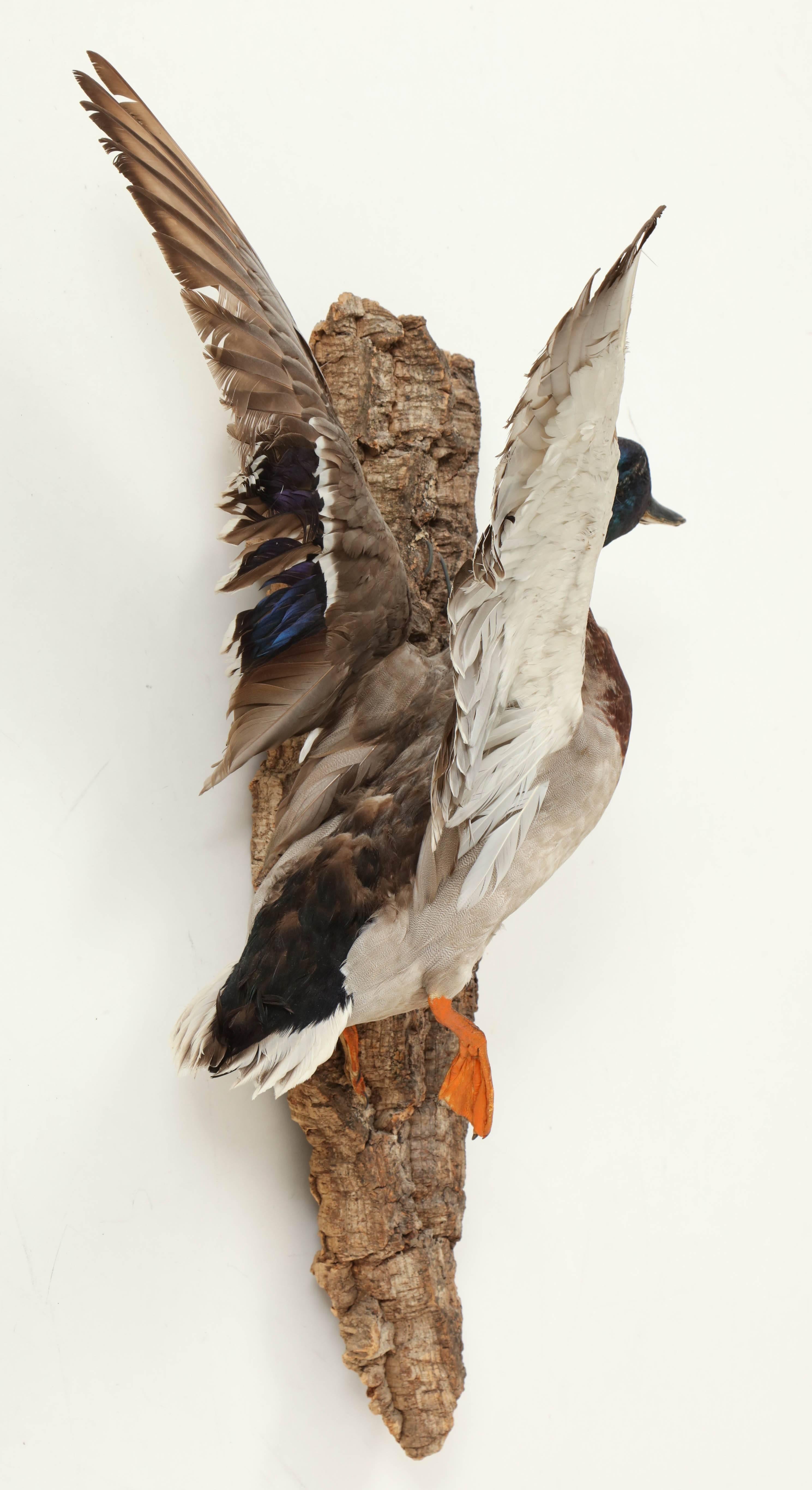 American Taxidermy Bird, Duck, C 1960