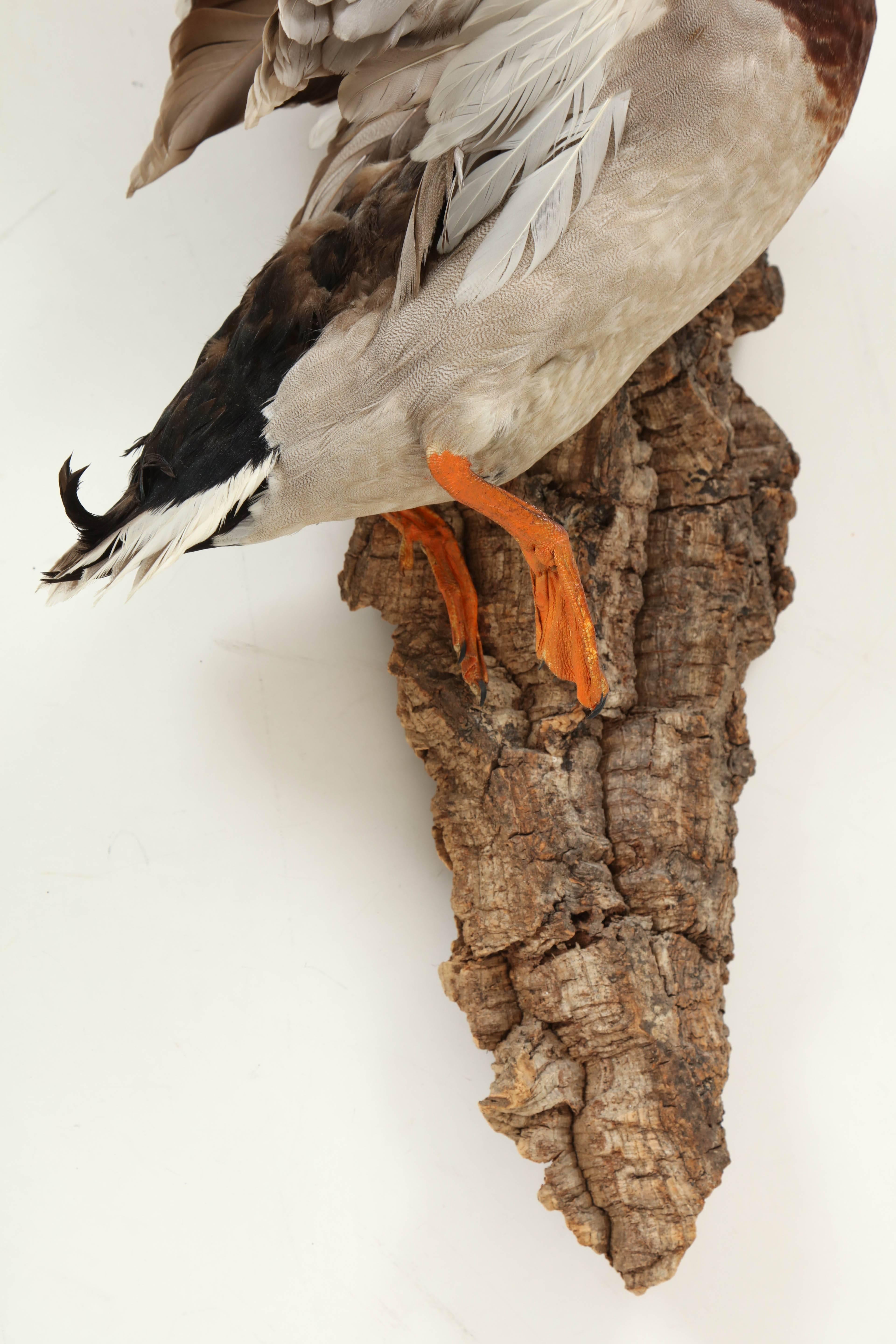 Hand-Crafted Taxidermy Bird, Duck, C 1960