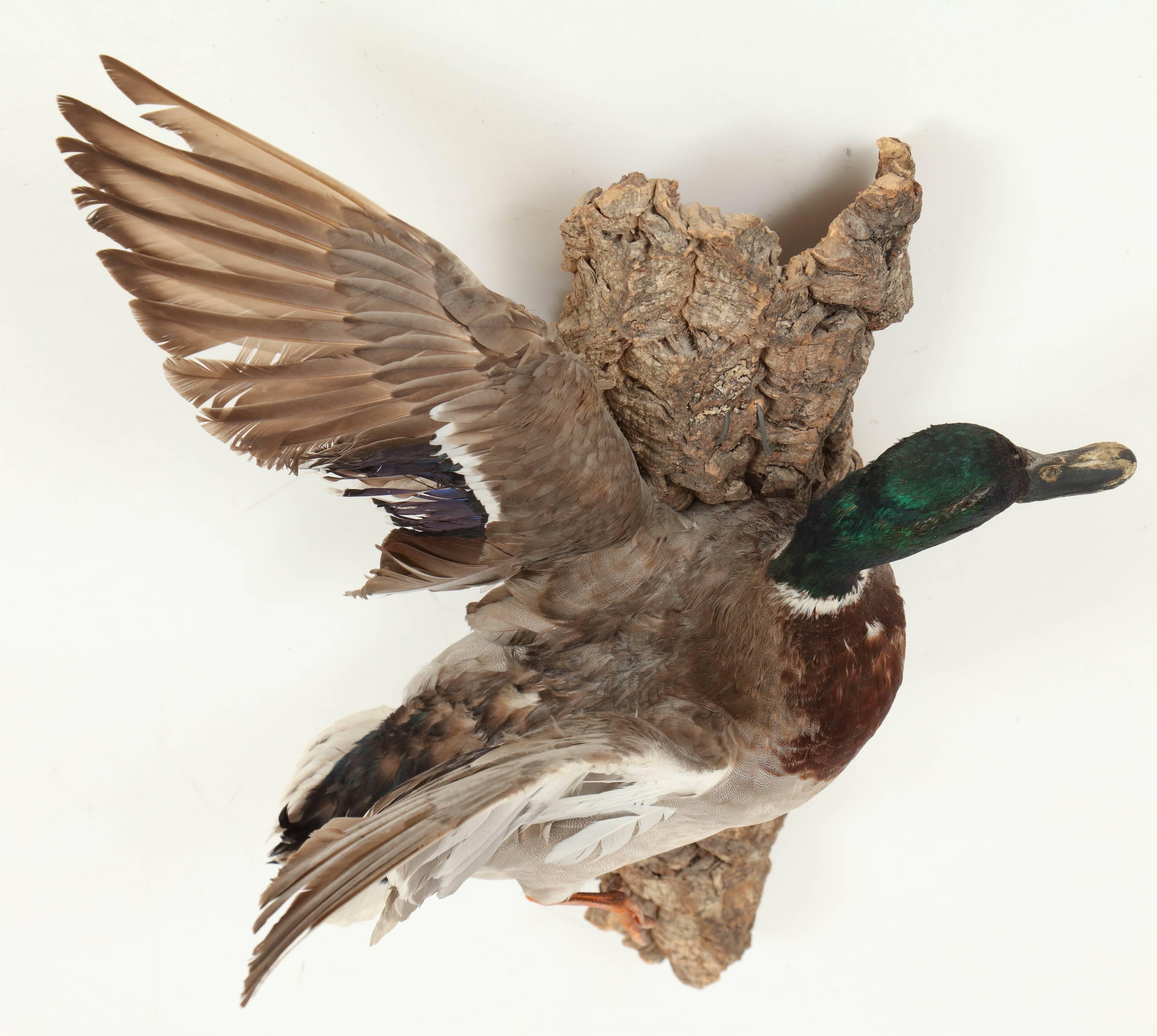 Taxidermy Bird, Duck, C 1960 In Excellent Condition In New York, NY