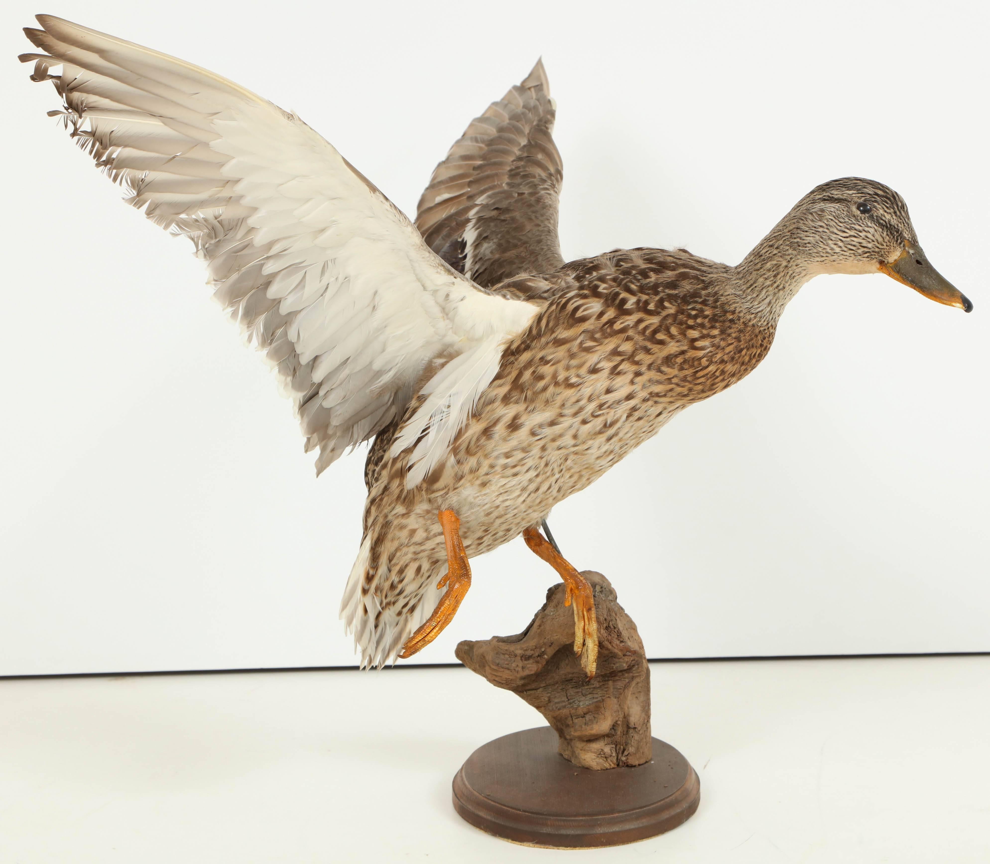 Decorative duck taxidermy.